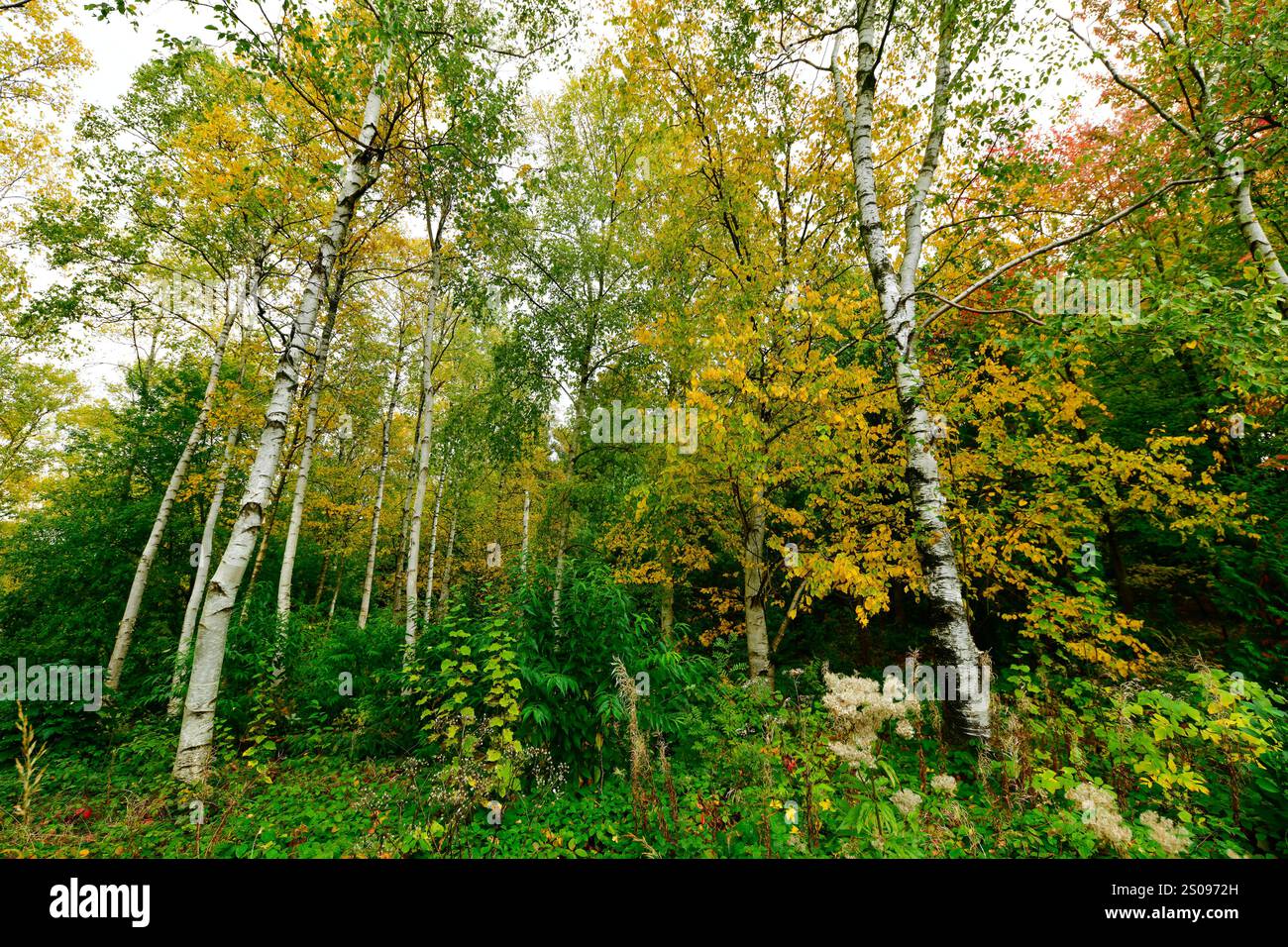 WeltWald Harz Der herbstliche WeltWald im Harz bei Bad Grund, fotografiert AM 8. Ottobre 2024. Bad Grund Niedersachsen Deutschland Weltwald1261 *** WeltWald Harz l'autunnale WeltWald nei monti Harz vicino a Bad Grund, fotografato l'8 ottobre 2024 Bad Grund bassa Sassonia Germania Weltwald1261 Foto Stock