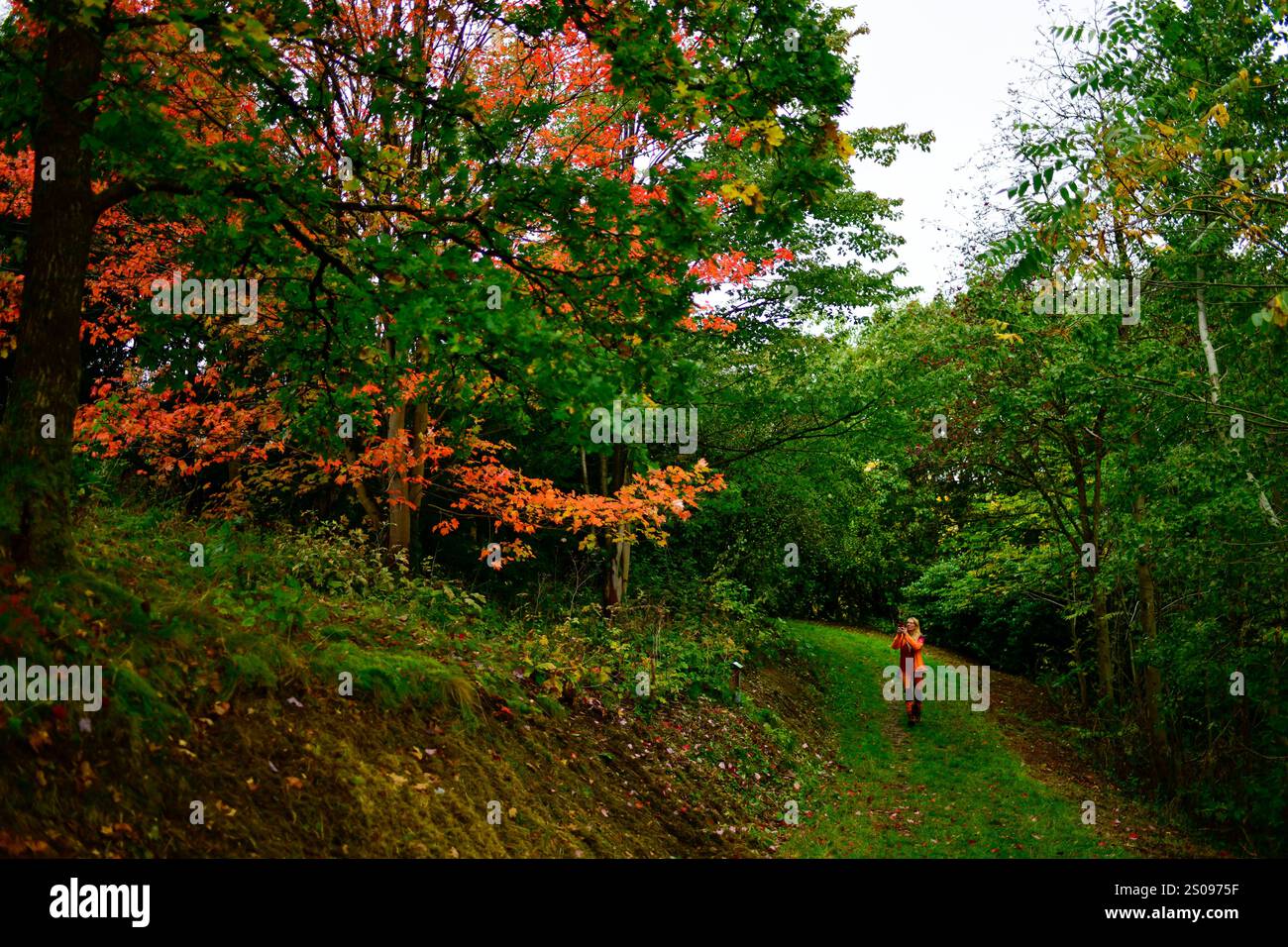 WeltWald Harz Der herbstliche WeltWald im Harz bei Bad Grund, fotografiert AM 8. Ottobre 2024. Bad Grund Niedersachsen Deutschland Weltwald1269 *** WeltWald Harz l'autunnale WeltWald nei monti Harz vicino a Bad Grund, fotografato l'8 ottobre 2024 Bad Grund bassa Sassonia Germania Weltwald1269 Foto Stock