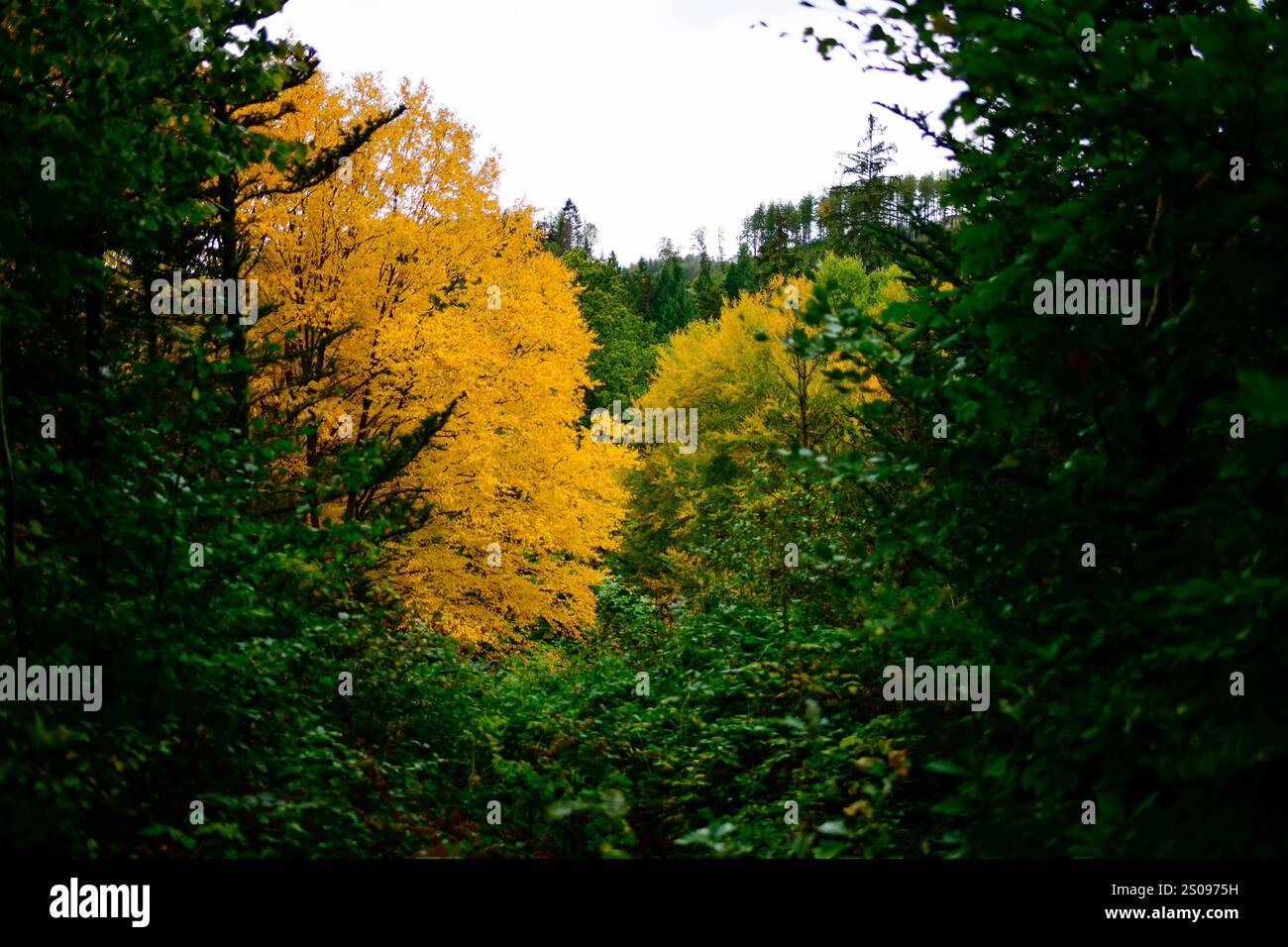 WeltWald Harz Der herbstliche WeltWald im Harz bei Bad Grund, fotografiert AM 8. Ottobre 2024. Bad Grund Niedersachsen Deutschland Weltwald1273 *** WeltWald Harz l'autunnale WeltWald nei monti Harz vicino a Bad Grund, fotografato l'8 ottobre 2024 Bad Grund bassa Sassonia Germania Weltwald1273 Foto Stock