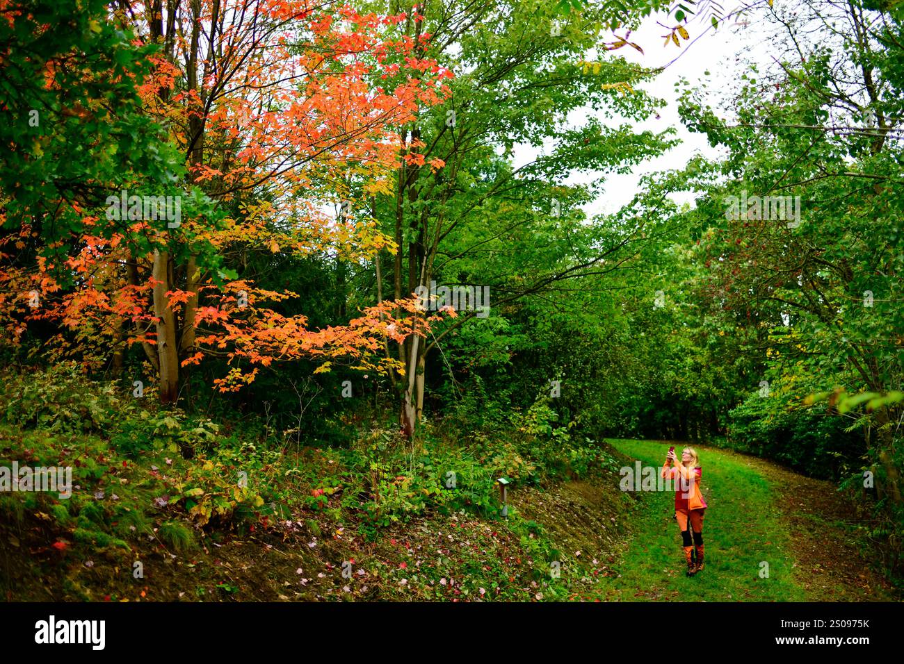 WeltWald Harz Der herbstliche WeltWald im Harz bei Bad Grund, fotografiert AM 8. Ottobre 2024. Bad Grund Niedersachsen Deutschland Weltwald1270 *** WeltWald Harz l'autunnale WeltWald nei monti Harz vicino a Bad Grund, fotografato l'8 ottobre 2024 Bad Grund bassa Sassonia Germania Weltwald1270 Foto Stock