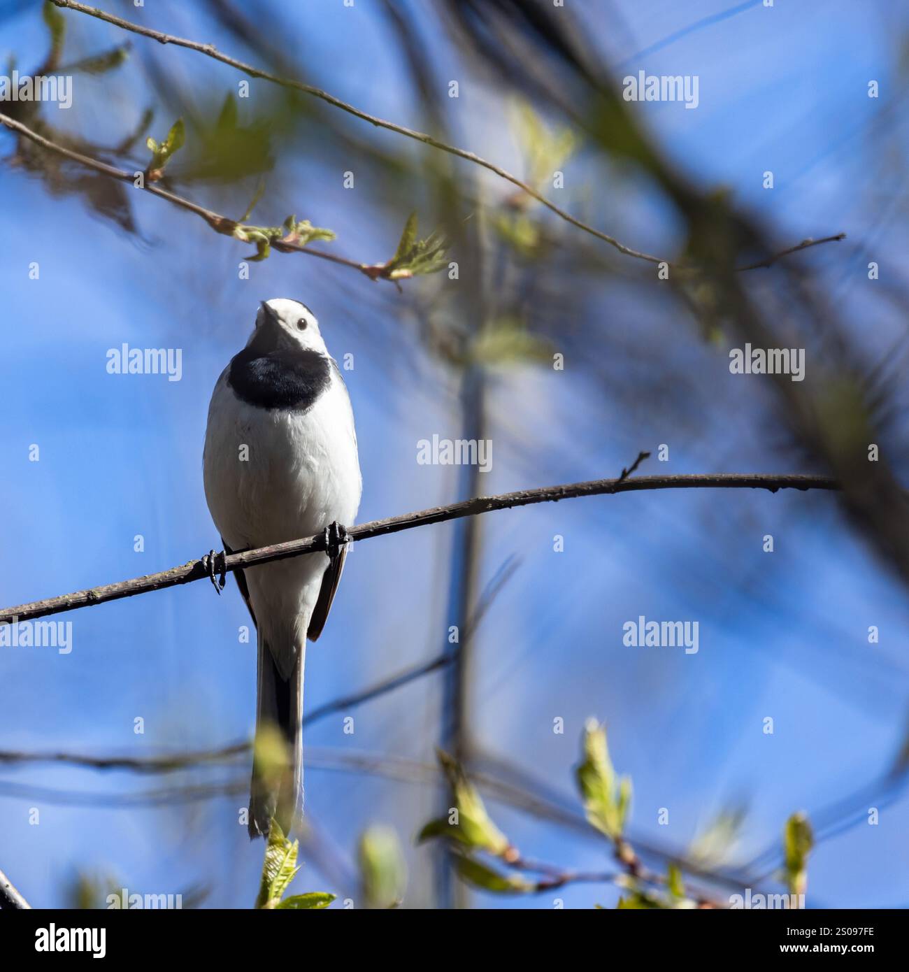 Little Bird si siede sul ramo dell'albero in un giorno di primavera, fotografando la piazza. Coda bianca, Motacilla alba è un piccolo uccello passerino della famiglia Motacil Foto Stock
