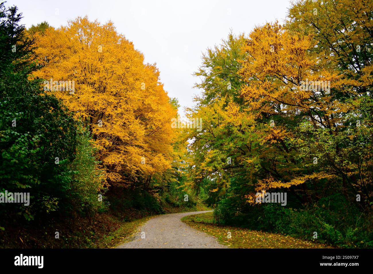 WeltWald Harz Der herbstliche WeltWald im Harz bei Bad Grund, fotografiert AM 8. Ottobre 2024. Bad Grund Niedersachsen Deutschland Weltwald1274 *** WeltWald Harz l'autunnale WeltWald nei monti Harz vicino a Bad Grund, fotografato l'8 ottobre 2024 Bad Grund bassa Sassonia Germania Weltwald1274 Foto Stock