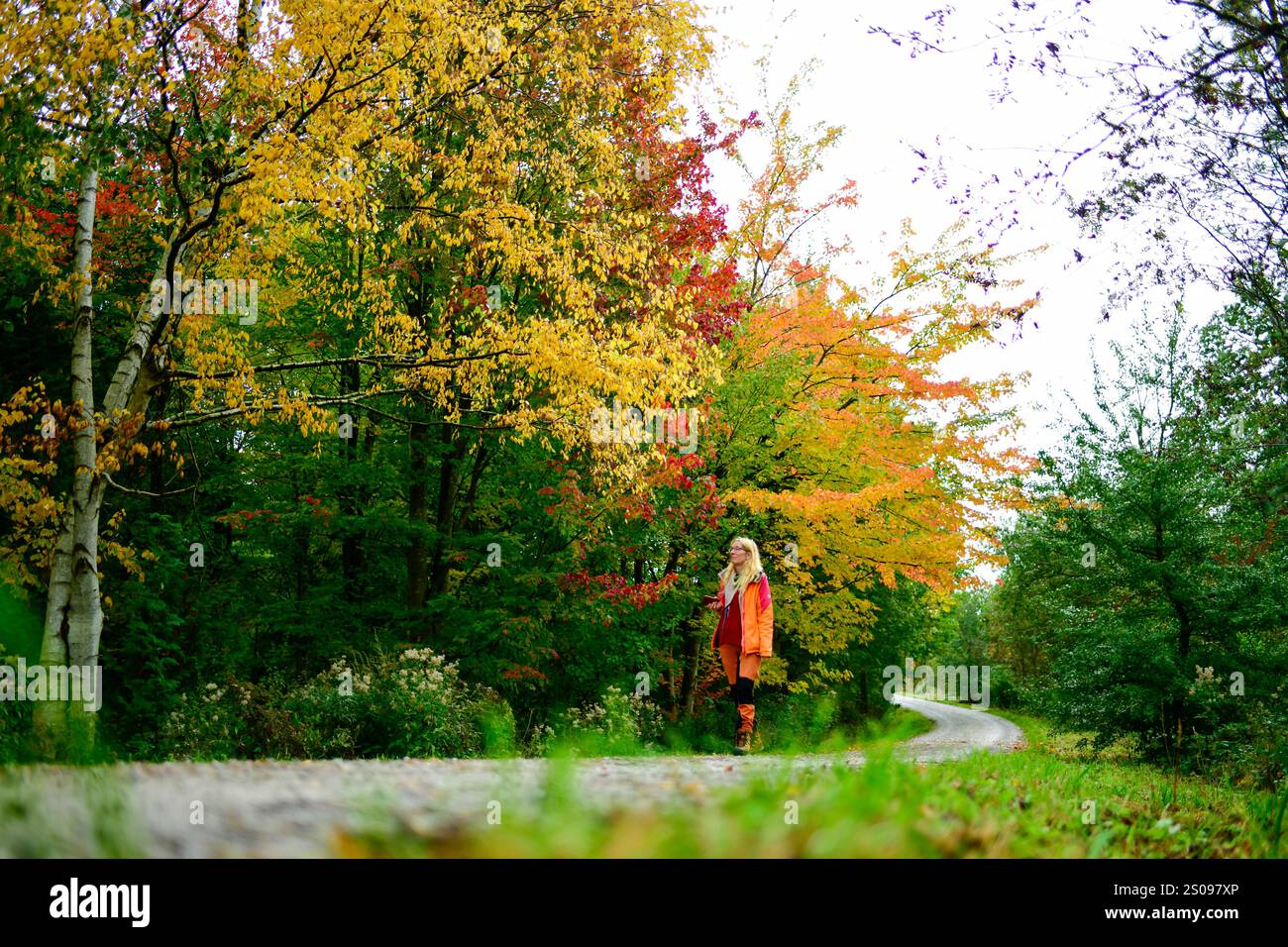 WeltWald Harz Der herbstliche WeltWald im Harz bei Bad Grund, fotografiert AM 8. Ottobre 2024. Bad Grund Niedersachsen Deutschland Weltwald1268 *** WeltWald Harz l'autunnale WeltWald nei monti Harz vicino a Bad Grund, fotografato l'8 ottobre 2024 Bad Grund bassa Sassonia Germania Weltwald1268 Foto Stock