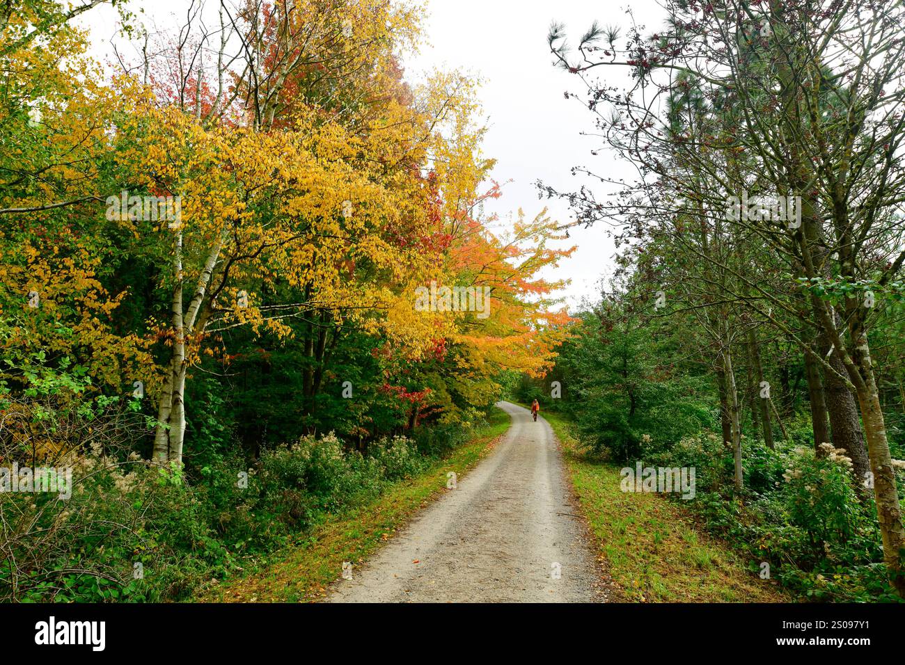 WeltWald Harz Der herbstliche WeltWald im Harz bei Bad Grund, fotografiert AM 8. Ottobre 2024. Bad Grund Niedersachsen Deutschland Weltwald1265 *** WeltWald Harz l'autunnale WeltWald nei monti Harz vicino a Bad Grund, fotografato l'8 ottobre 2024 Bad Grund bassa Sassonia Germania Weltwald1265 Foto Stock