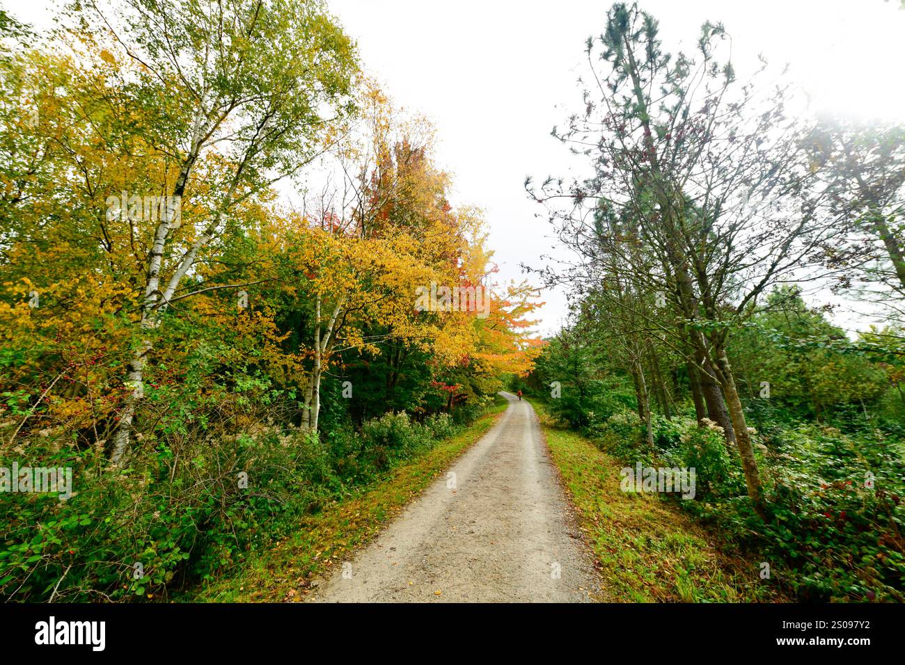 WeltWald Harz Der herbstliche WeltWald im Harz bei Bad Grund, fotografiert AM 8. Ottobre 2024. Bad Grund Niedersachsen Deutschland Weltwald1264 *** WeltWald Harz l'autunnale WeltWald nei monti Harz vicino a Bad Grund, fotografato l'8 ottobre 2024 Bad Grund bassa Sassonia Germania Weltwald1264 Foto Stock