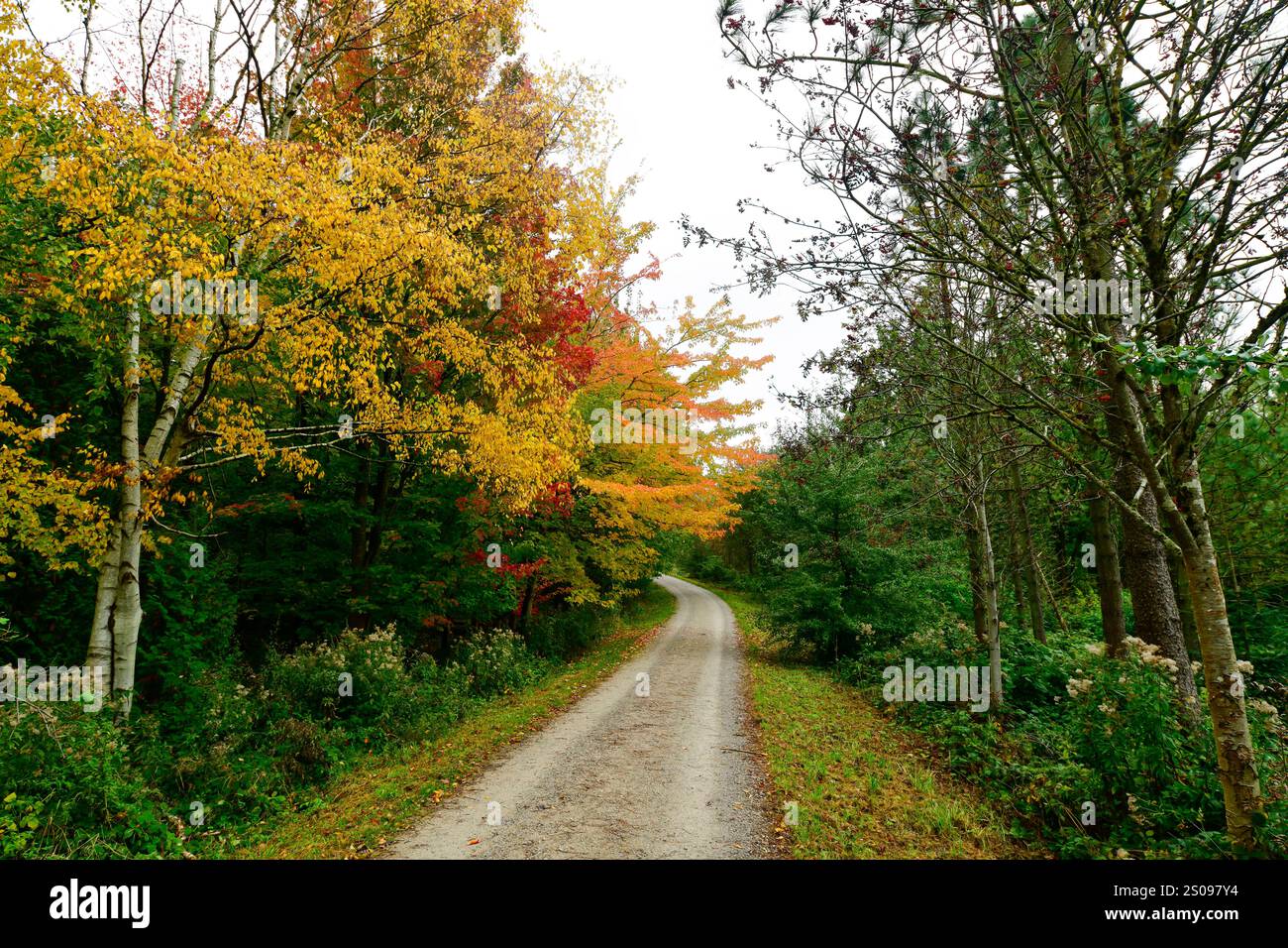 WeltWald Harz Der herbstliche WeltWald im Harz bei Bad Grund, fotografiert AM 8. Ottobre 2024. Bad Grund Niedersachsen Deutschland Weltwald1263 *** WeltWald Harz l'autunnale WeltWald nei monti Harz vicino a Bad Grund, fotografato l'8 ottobre 2024 Bad Grund bassa Sassonia Germania Weltwald1263 Foto Stock