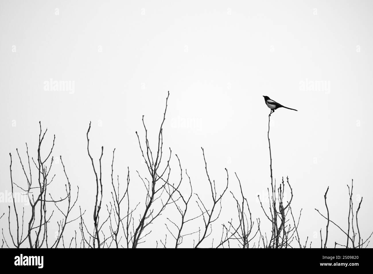 Un uccello con la coda lunga si trova in cima all'albero in un giorno d'inverno. Il magpie eurasiatico o magpie comune, Pica pica. Fotografia di silhouette in bianco e nero Foto Stock