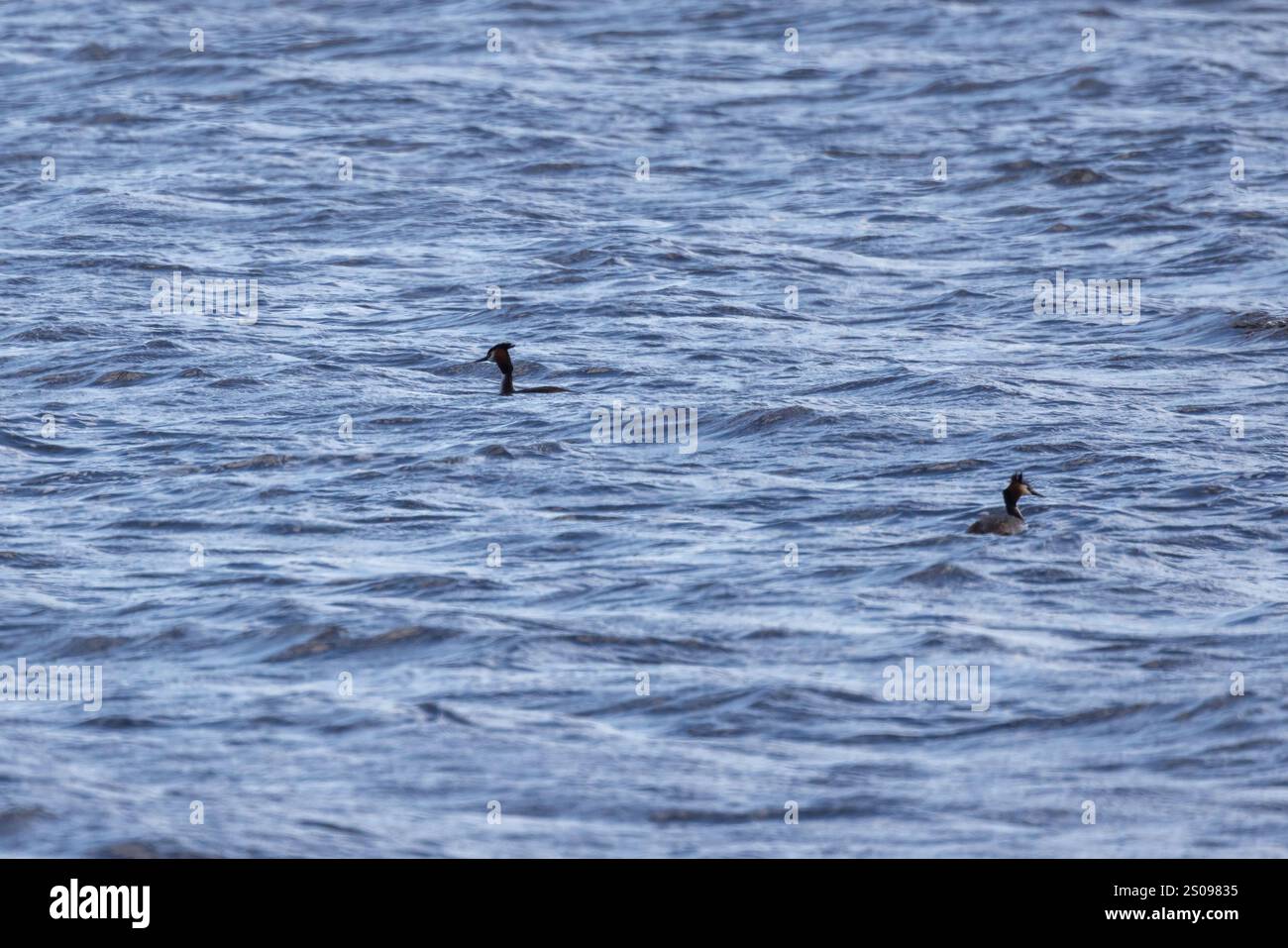 Due uccelli galleggiano sull'acqua di mare. Il grande grebe crestato è un membro della famiglia Grebe di uccelli acquatici. Stato di crisi di Podiceps Foto Stock