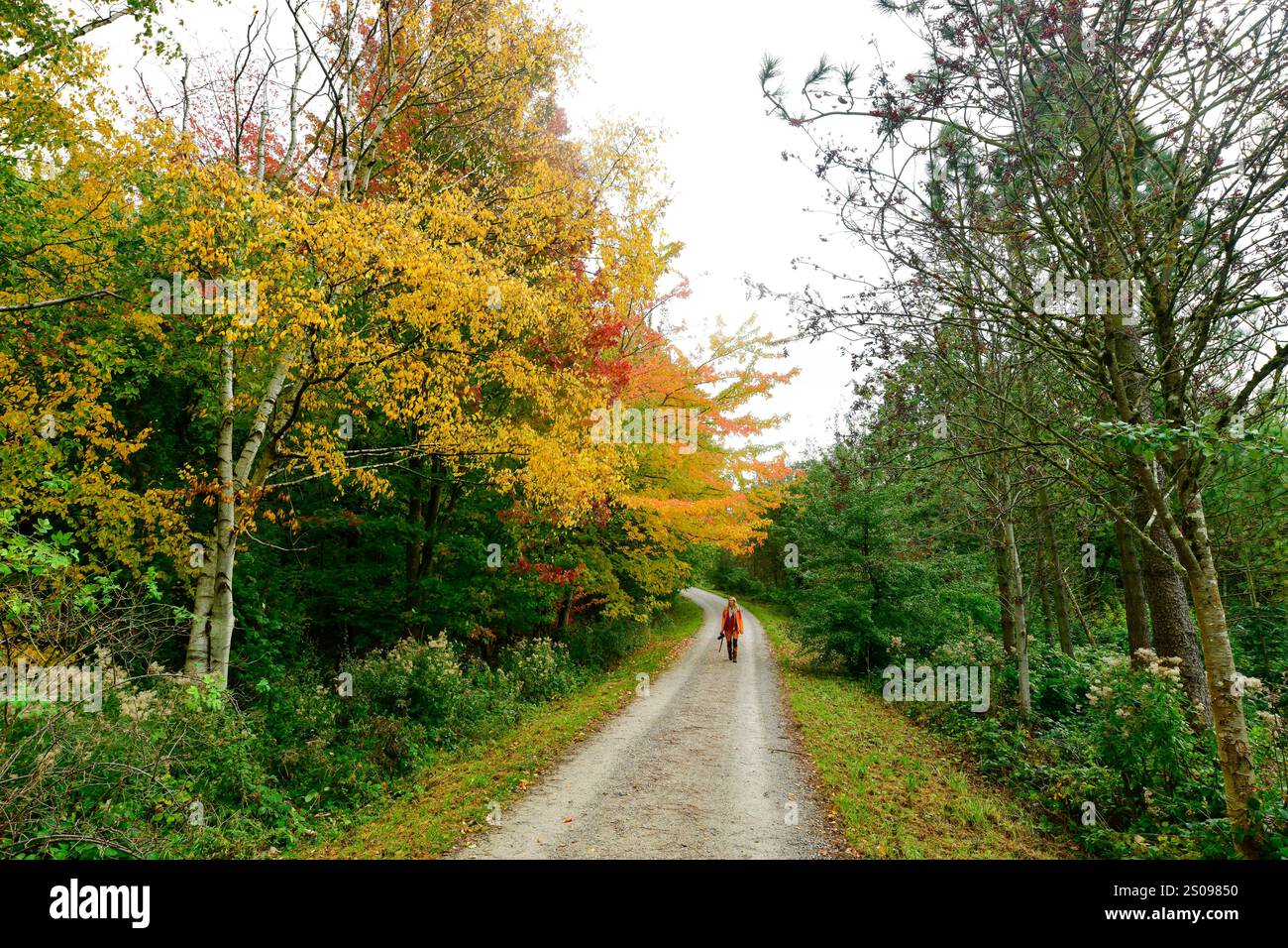 WeltWald Harz Der herbstliche WeltWald im Harz bei Bad Grund, fotografiert AM 8. Ottobre 2024. Bad Grund Niedersachsen Deutschland Weltwald1267 *** WeltWald Harz l'autunnale WeltWald nei monti Harz vicino a Bad Grund, fotografato l'8 ottobre 2024 Bad Grund bassa Sassonia Germania Weltwald1267 Foto Stock