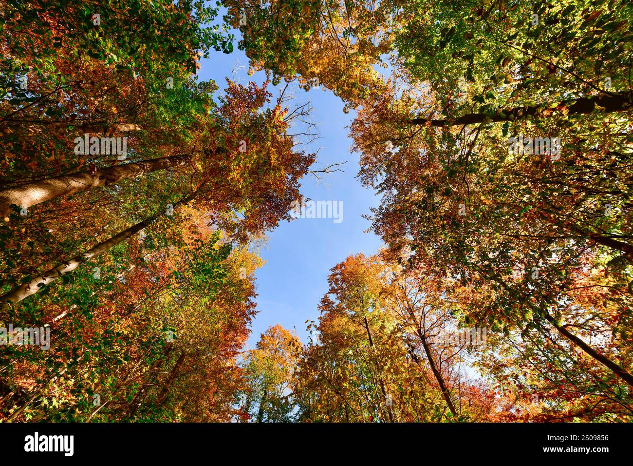 WeltWald Harz Der herbstliche WeltWald im Harz bei Bad Grund, fotografiert AM 27. Ottobre 2024. Bad Grund Niedersachsen Deutschland Weltwald1281 *** WeltWald Harz l'autunnale WeltWald nei monti Harz vicino a Bad Grund, fotografato il 27 ottobre 2024 Bad Grund bassa Sassonia Germania Weltwald1281 Foto Stock