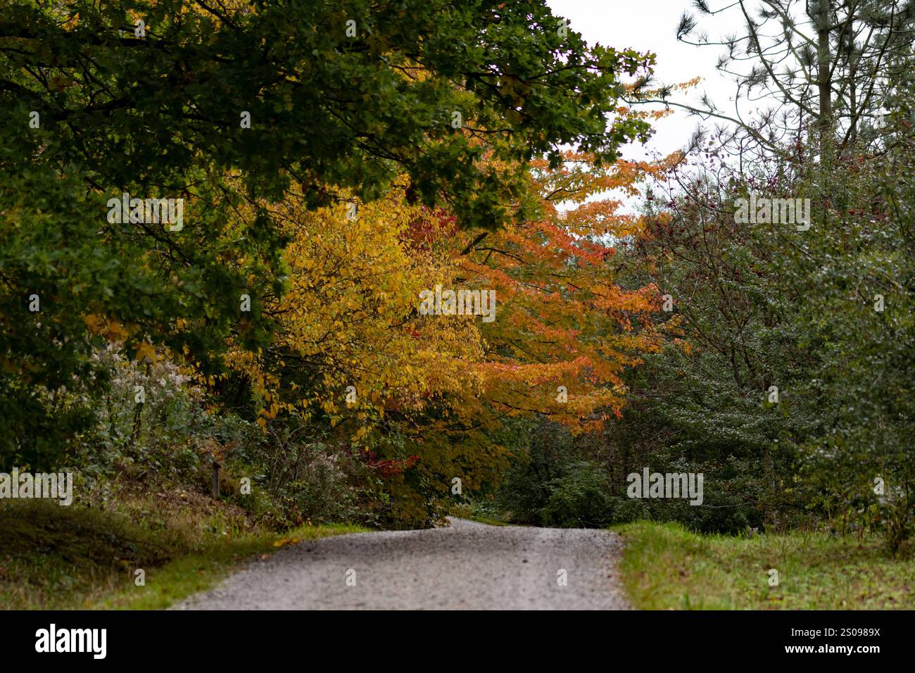 WeltWald Harz Der herbstliche WeltWald im Harz bei Bad Grund, fotografiert AM 8. Ottobre 2024. Bad Grund Niedersachsen Deutschland Weltwald1284 *** WeltWald Harz l'autunnale WeltWald nei monti Harz vicino a Bad Grund, fotografato l'8 ottobre 2024 Bad Grund bassa Sassonia Germania Weltwald1284 Foto Stock