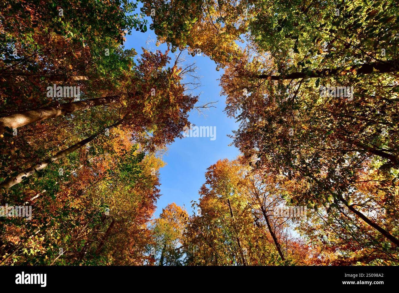 WeltWald Harz Der herbstliche WeltWald im Harz bei Bad Grund, fotografiert AM 27. Ottobre 2024. Bad Grund Niedersachsen Deutschland Weltwald1282 *** WeltWald Harz l'autunnale WeltWald nei monti Harz vicino a Bad Grund, fotografato il 27 ottobre 2024 Bad Grund bassa Sassonia Germania Weltwald1282 Foto Stock