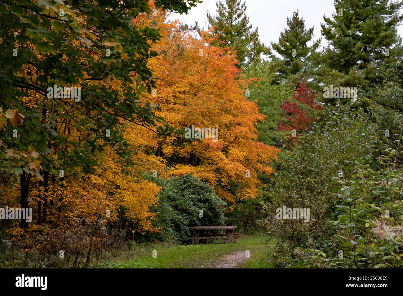 WeltWald Harz Der herbstliche WeltWald im Harz bei Bad Grund, fotografiert AM 8. Ottobre 2024. Bad Grund Niedersachsen Deutschland Weltwald1287 *** WeltWald Harz l'autunnale WeltWald nei monti Harz vicino a Bad Grund, fotografato l'8 ottobre 2024 Bad Grund bassa Sassonia Germania Weltwald1287 Foto Stock
