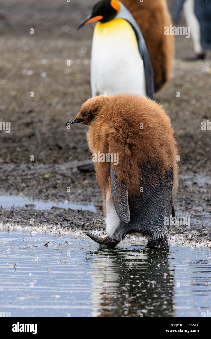 un pinguino reale pagaierà attraverso una piscina poco profonda a metà della sua muta, mentre metà pulcino metà adulto con un cappotto di pelliccia marrone con pantaloni grigi Foto Stock