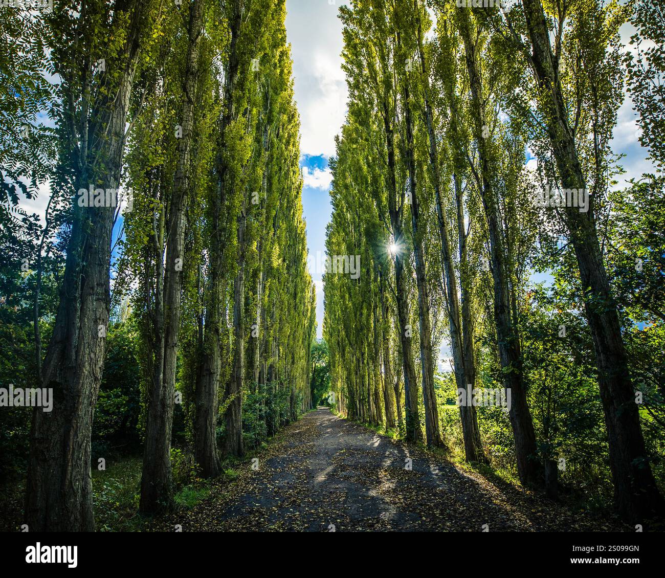 La Avenue of Trees ai Fletcher Moss Botanical Gardens, Manchester Foto Stock