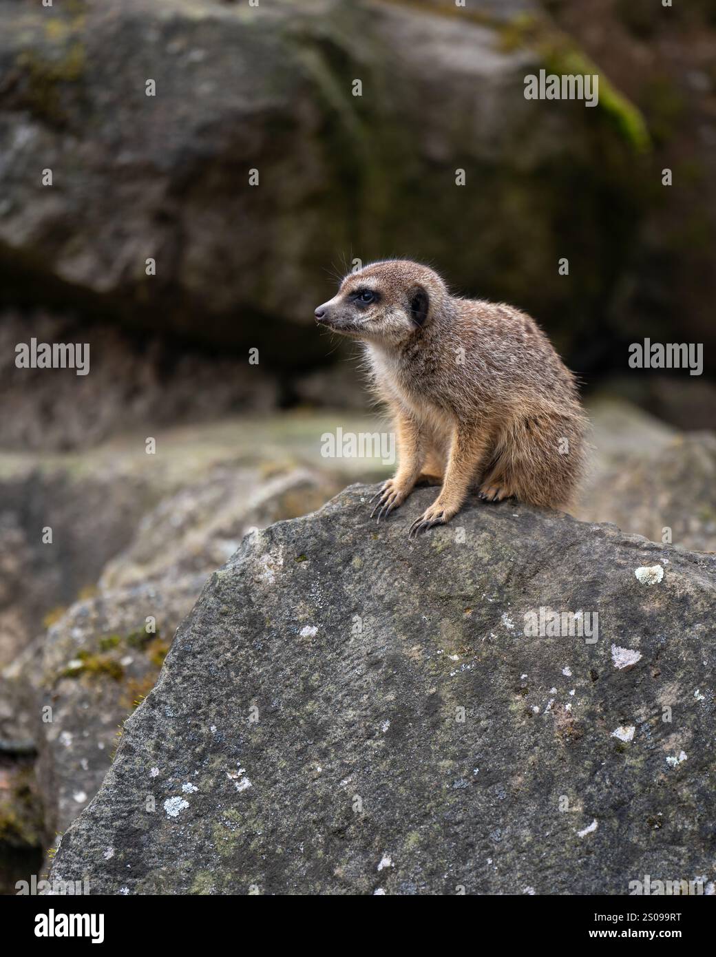 Carino, divertente, curioso meerkat western. Piccoli mammiferi sociali noti per la loro posizione eretta e la natura curiosa Foto Stock