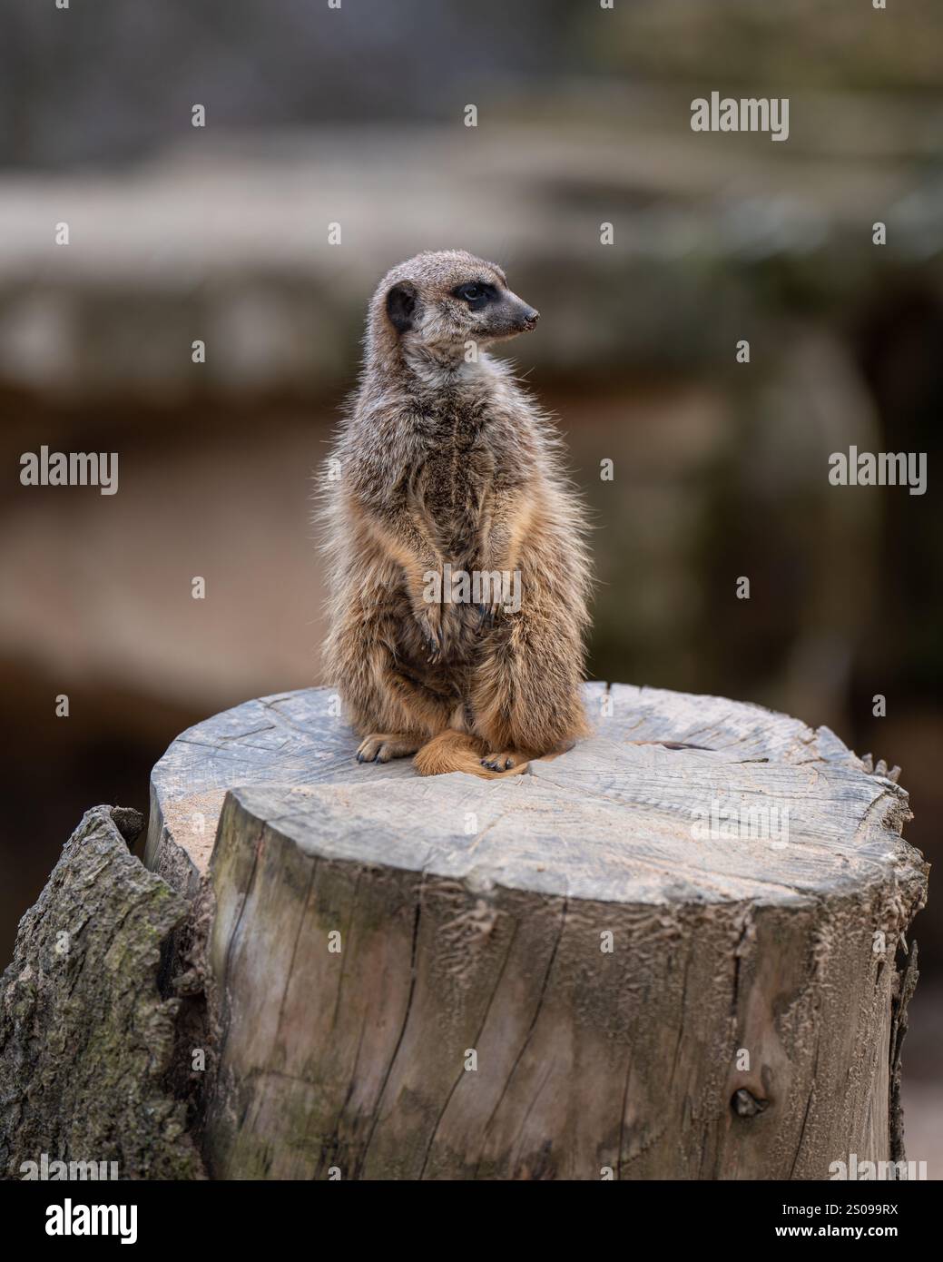 Carino, divertente, curioso meerkat western. Piccoli mammiferi sociali noti per la loro posizione eretta e la natura curiosa Foto Stock