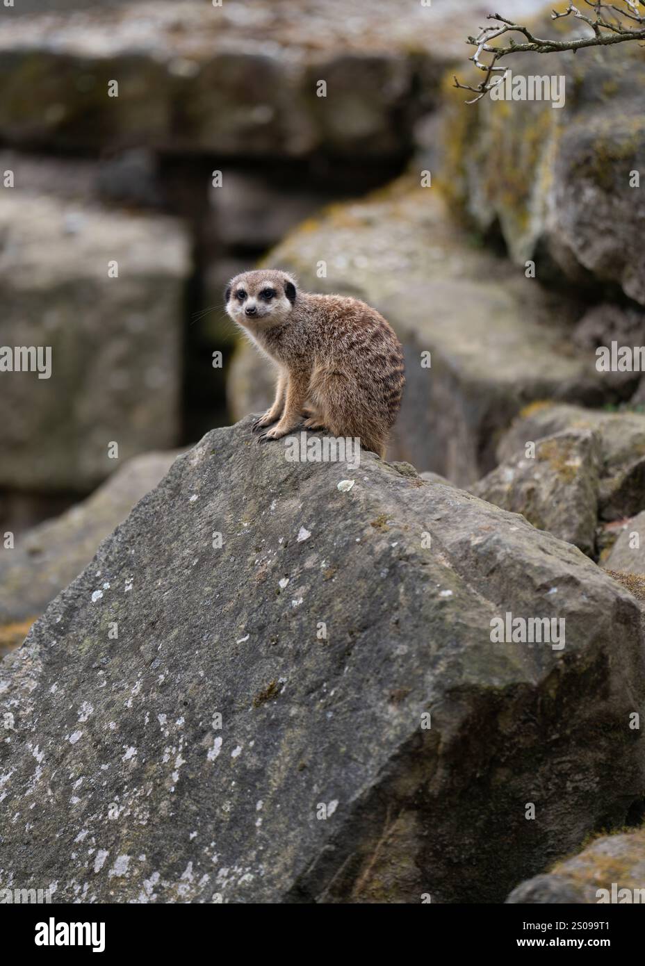 Carino, divertente, curioso meerkat western. Piccoli mammiferi sociali noti per la loro posizione eretta e la natura curiosa Foto Stock