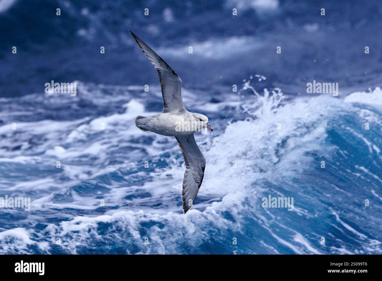 un prione dal becco sottile nelle ali di volo allungate che scivola appena sopra le onde del passaggio drake tra capo horn e antartide Foto Stock