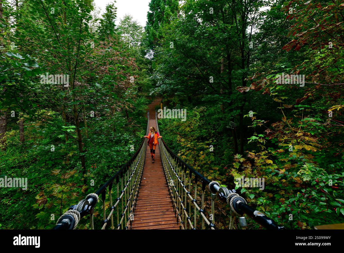 WeltWald Harz Der herbstliche WeltWald im Harz bei Bad Grund, fotografiert AM 8. Ottobre 2024. Bad Grund Niedersachsen Deutschland Weltwald1257 *** WeltWald Harz l'autunnale WeltWald nei monti Harz vicino a Bad Grund, fotografato l'8 ottobre 2024 Bad Grund bassa Sassonia Germania Weltwald1257 Foto Stock