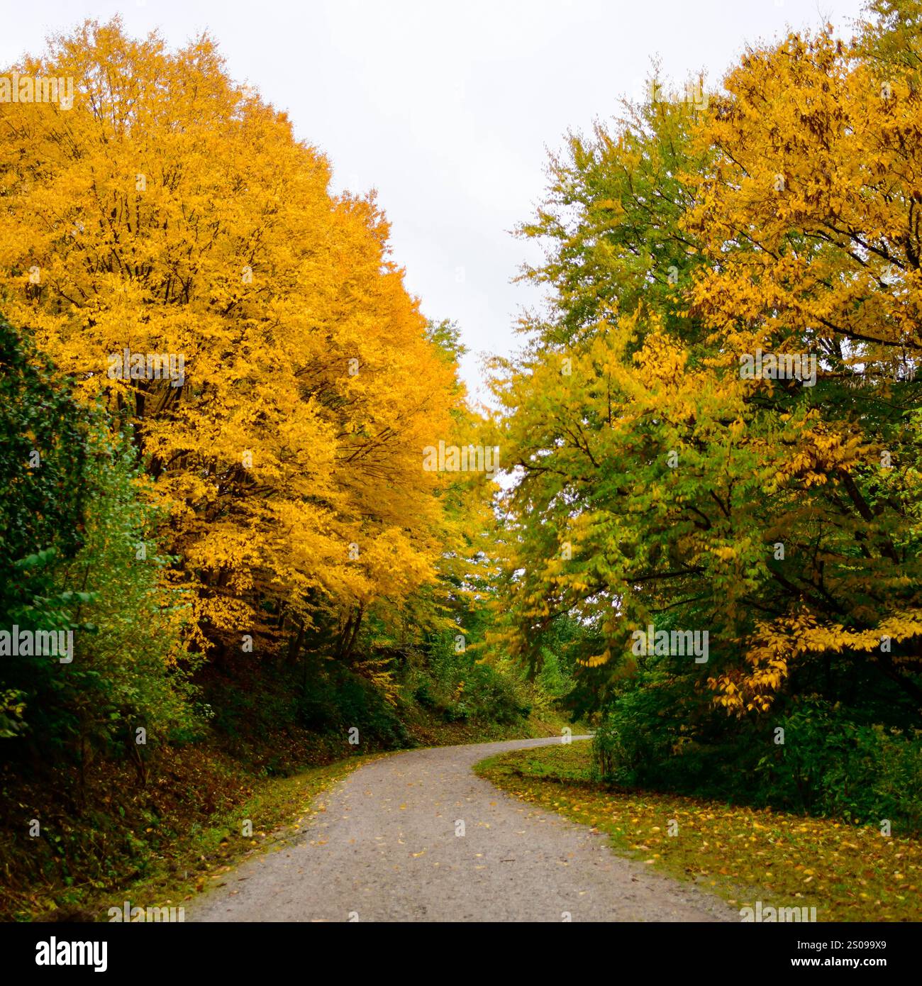 WeltWald Harz Der herbstliche WeltWald im Harz bei Bad Grund, fotografiert AM 8. Ottobre 2024. Bad Grund Niedersachsen Deutschland Weltwald1275 *** WeltWald Harz l'autunnale WeltWald nei monti Harz vicino a Bad Grund, fotografato l'8 ottobre 2024 Bad Grund bassa Sassonia Germania Weltwald1275 Foto Stock
