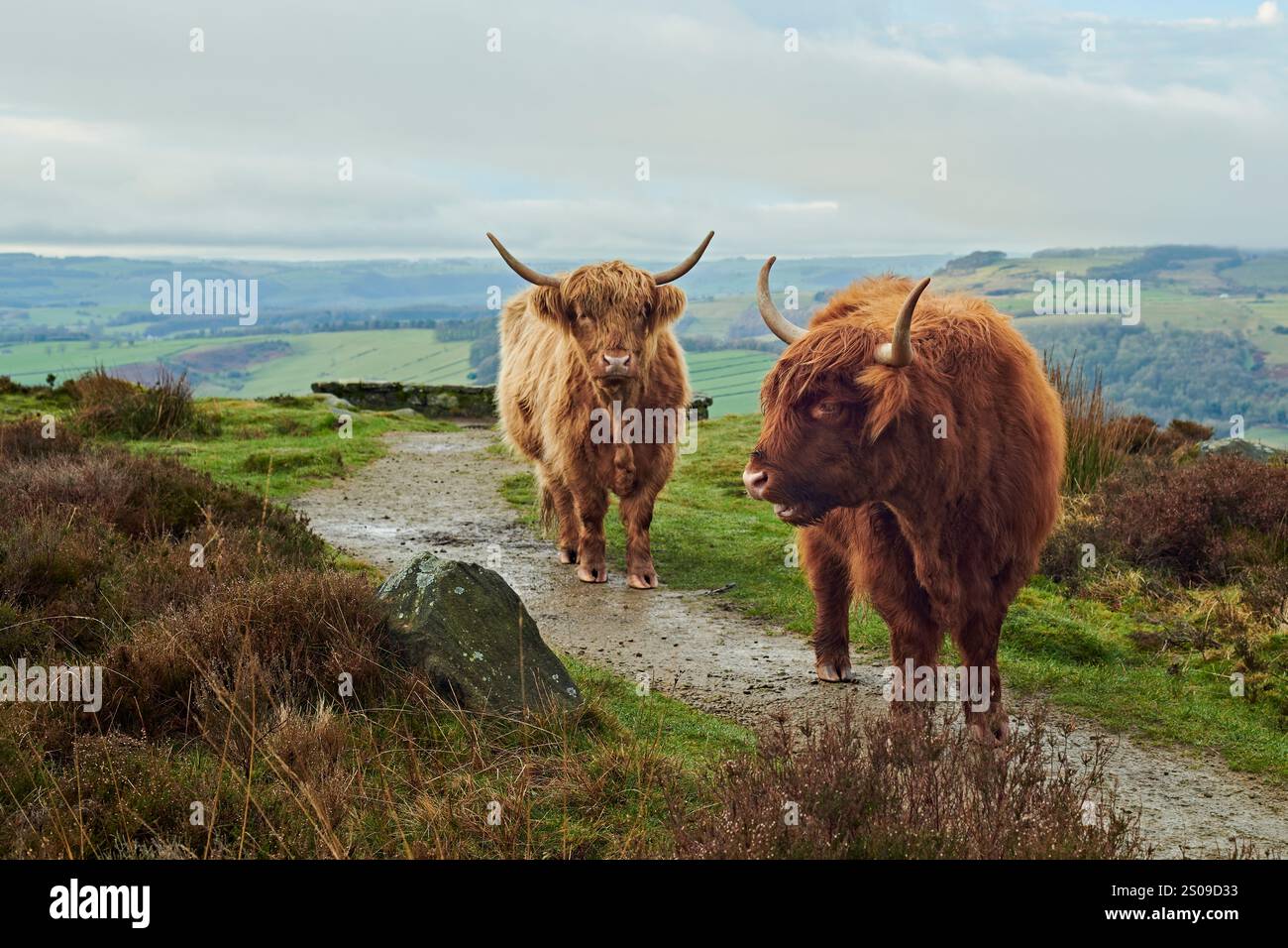 Mountain Farm Highland Cow Landscape Photography Foto Stock