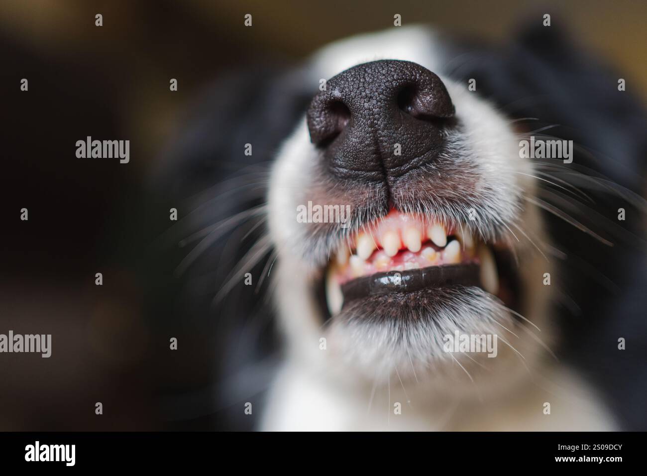 Cane pericoloso e arrabbiato. Collie aggressivo per il bordo del cane da cucciolo che barba i denti zanne che sembrano aggressivi pericolosi. Guardiano che ringhia un cane spaventoso pronto per l'attacco. Animale infettato dalla rabbia. Foto Stock