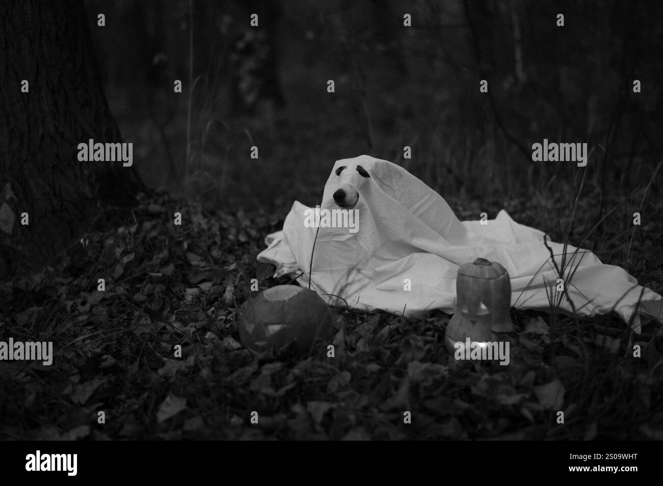 Jack Russell Terrier in costume fantasma per Halloween nel bosco. Foto Stock