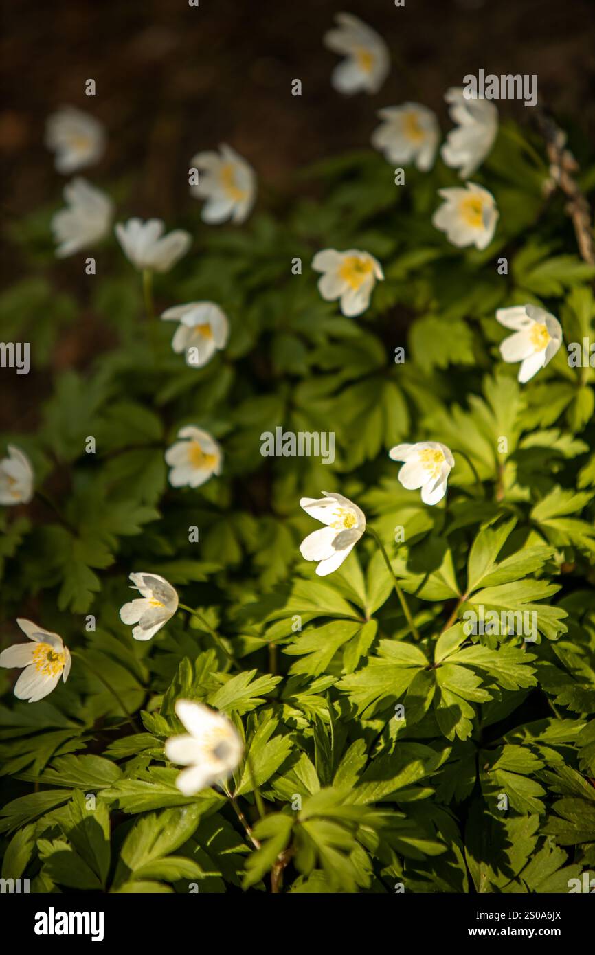 I fiori di anemone bianchi con centri gialli sono circondati da foglie verdi, illuminate dalla luce del sole dappata, che mettono in risalto i loro delicati petali. Foto Stock