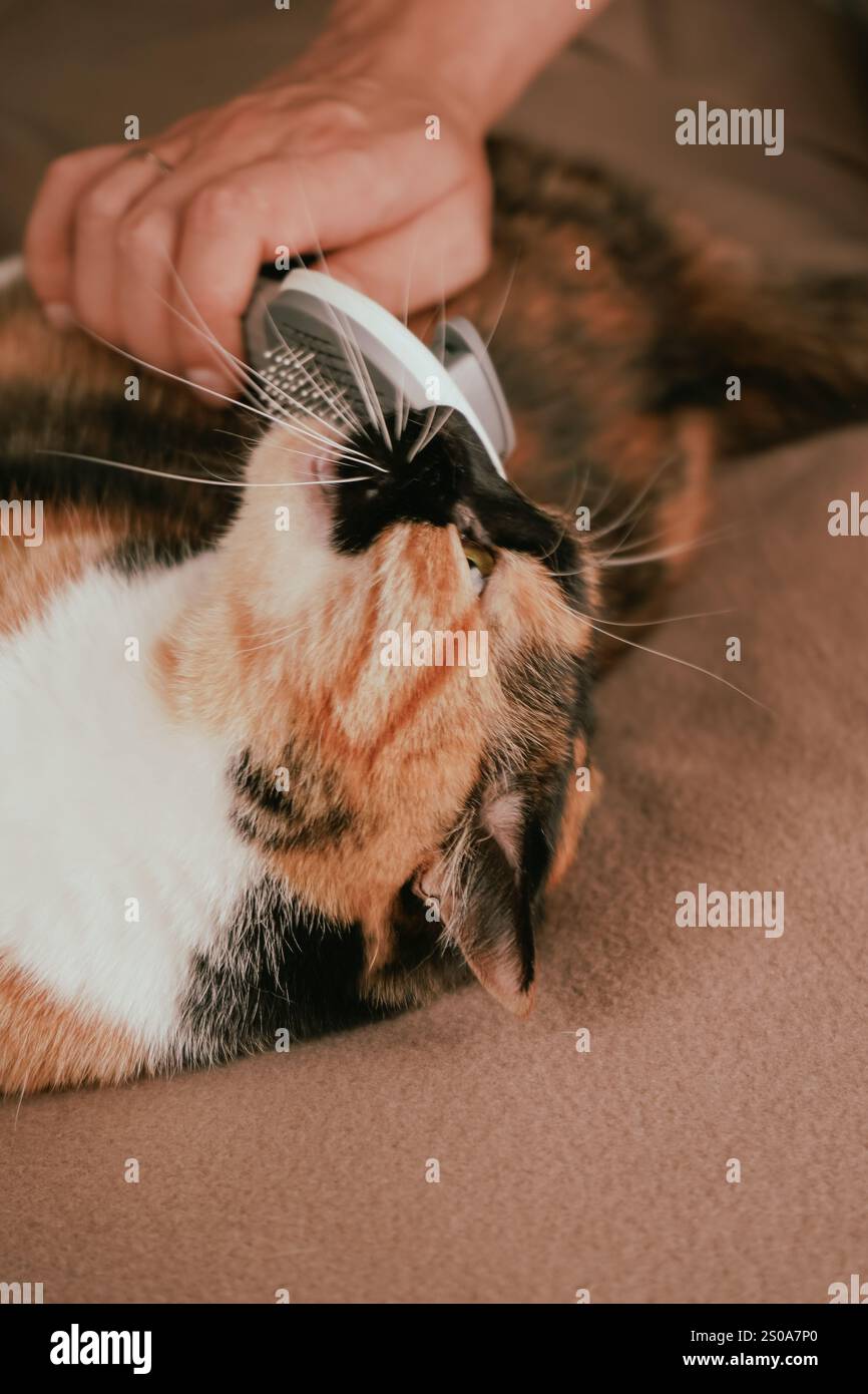 Un momento di tranquillità rivela che un gatto calico viene lavato con cura. I colori vivaci del suo cappotto risaltano sotto un'illuminazione soffusa. Lo sguardo incerto del gatto Foto Stock