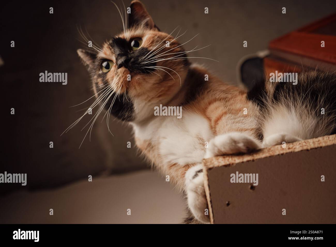 Un gatto calico si siede con orgoglio su uno scaffale di legno, con la sua pelliccia arancione, nera e bianca scintillante. Lo sguardo attento e la posizione eretta aggiungono un fascino regale. Il Foto Stock