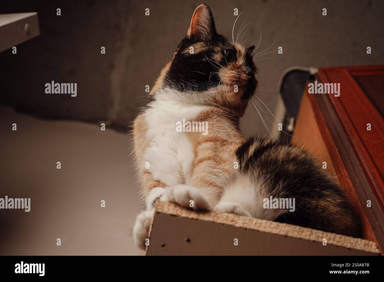 Un gatto calico si siede con orgoglio su uno scaffale di legno, con la sua pelliccia arancione, nera e bianca scintillante. Lo sguardo attento e la posizione eretta aggiungono un fascino regale. Il Foto Stock