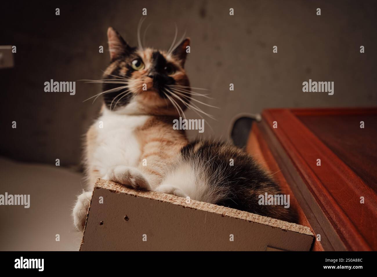 Un gatto calico si siede con orgoglio su uno scaffale di legno, con la sua pelliccia arancione, nera e bianca scintillante. Lo sguardo attento e la posizione eretta aggiungono un fascino regale. Il Foto Stock