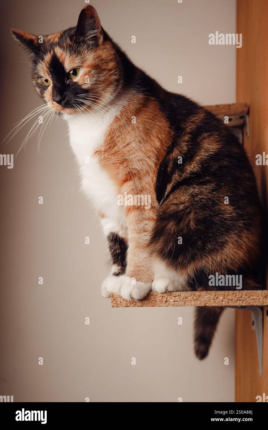 Un gatto calico si siede con orgoglio su uno scaffale di legno, con la sua pelliccia arancione, nera e bianca scintillante. Lo sguardo attento e la posizione eretta aggiungono un fascino regale. Il Foto Stock