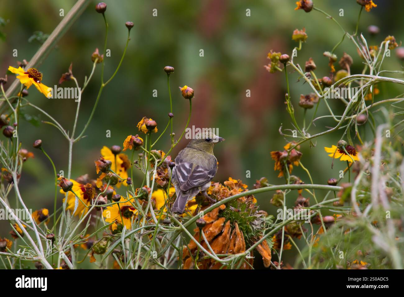 Femmina Lesser Goldfinch in un giardino della California meridionale. Foto Stock
