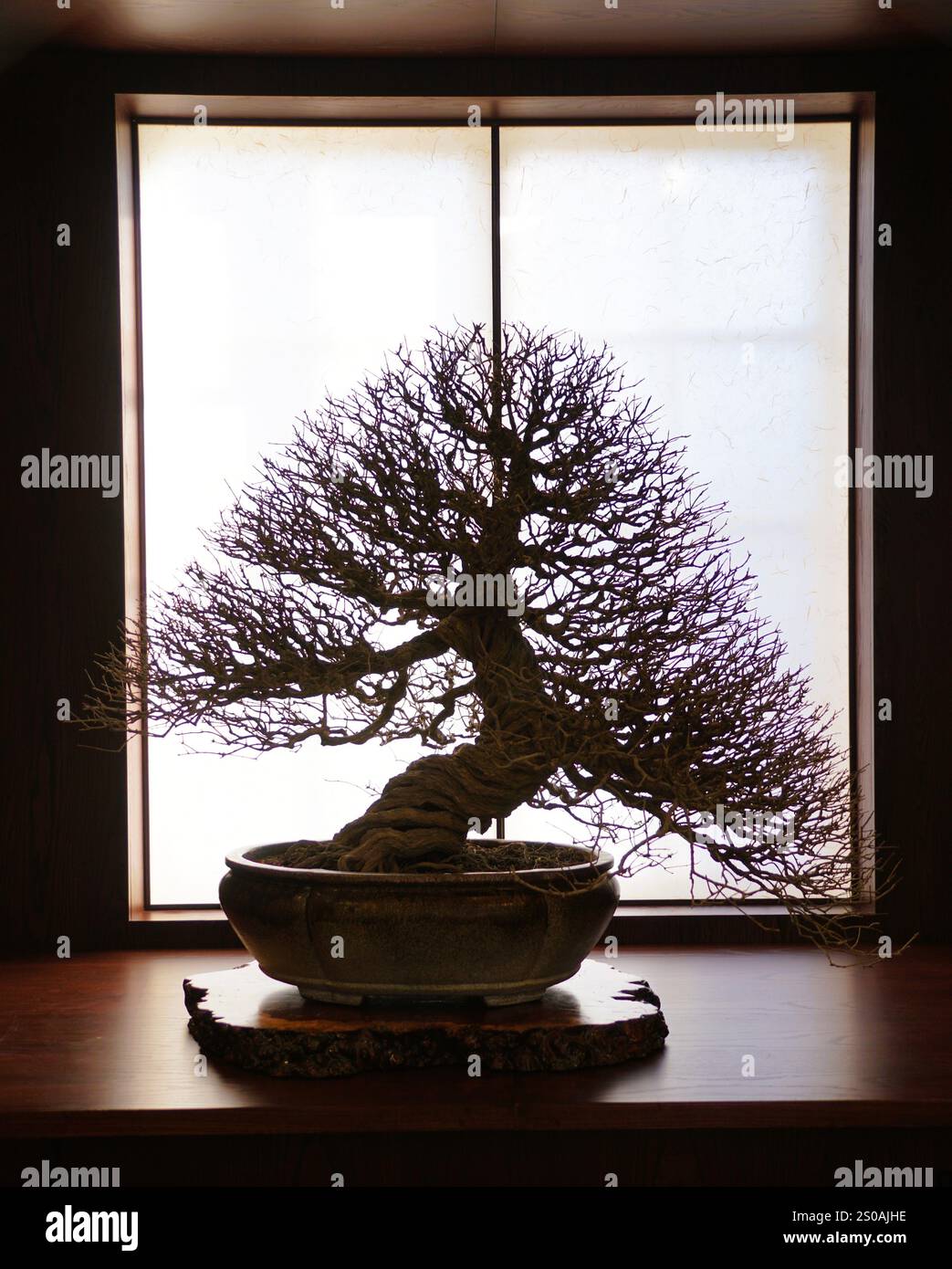 Una silhouette di un bellissimo albero bonsai di melograno senza foglie, una testimonianza di pazienza e maestria Foto Stock