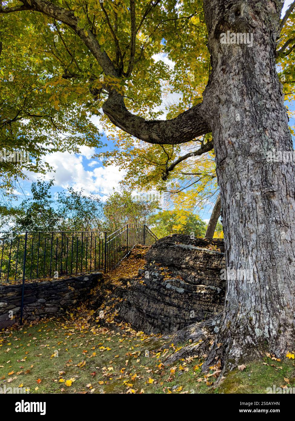 Grande albero con foglie autunnali e cielo limpido - Immagine stock catturata con smartphone