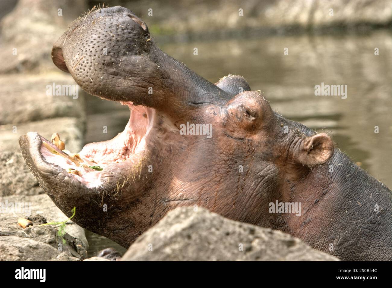 Un ippopotamo (Hippopotamus amphibius) al Taman Safari Indonesia (Safari Park) a Cisarua, Bogor, Giava occidentale, Indonesia. Foto Stock