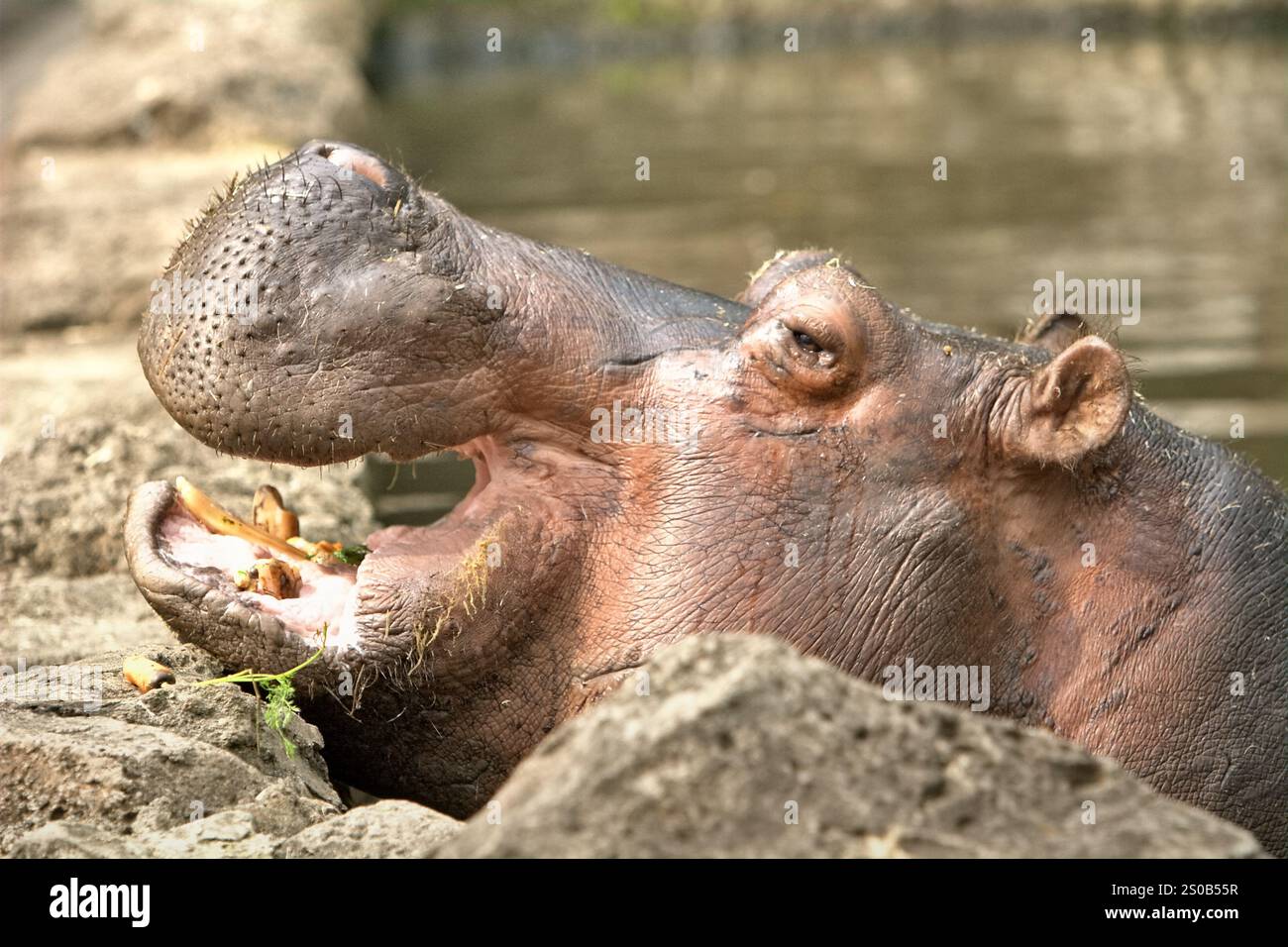 Un ippopotamo (Hippopotamus amphibius) al Taman Safari Indonesia (Safari Park) a Cisarua, Bogor, Giava occidentale, Indonesia. Foto Stock