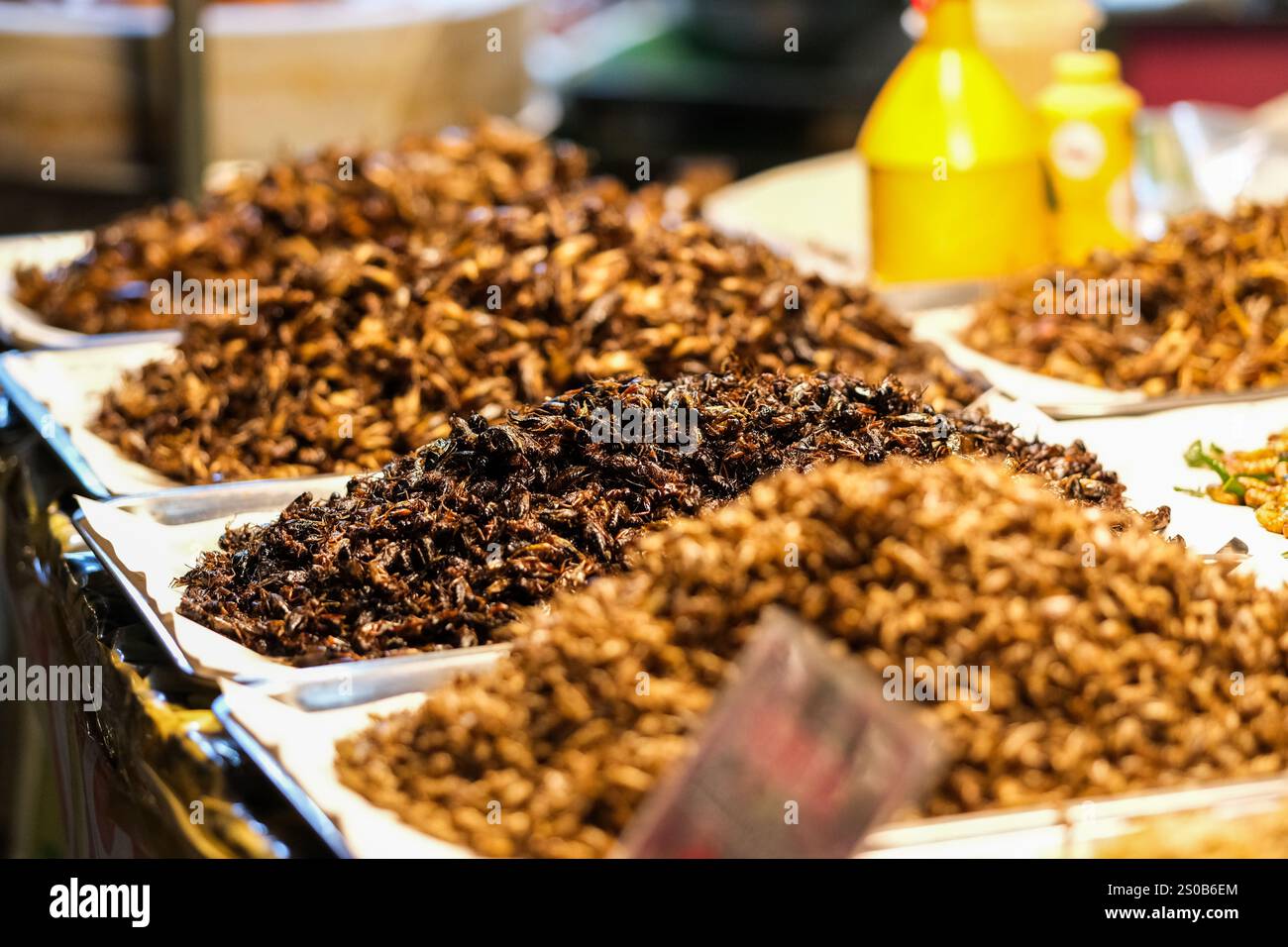 Vista ravvicinata di un tradizionale mercato di strada tailandese che mostra vassoi di insetti fritti, tra cui grilli e coleotteri. Foto Stock