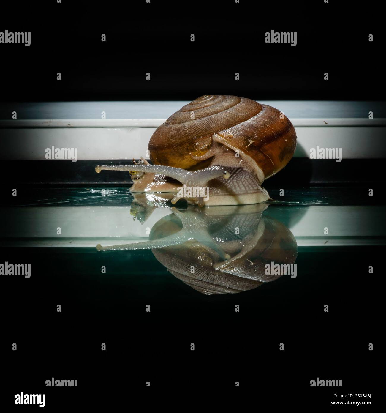 una piccola lumaca cammina lentamente oltre il pavimento dello specchio con un'ombra riflettente sullo sfondo scuro Foto Stock