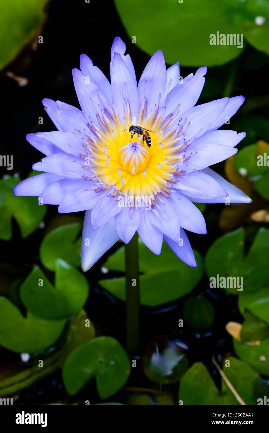 ape con loto Foto Stock