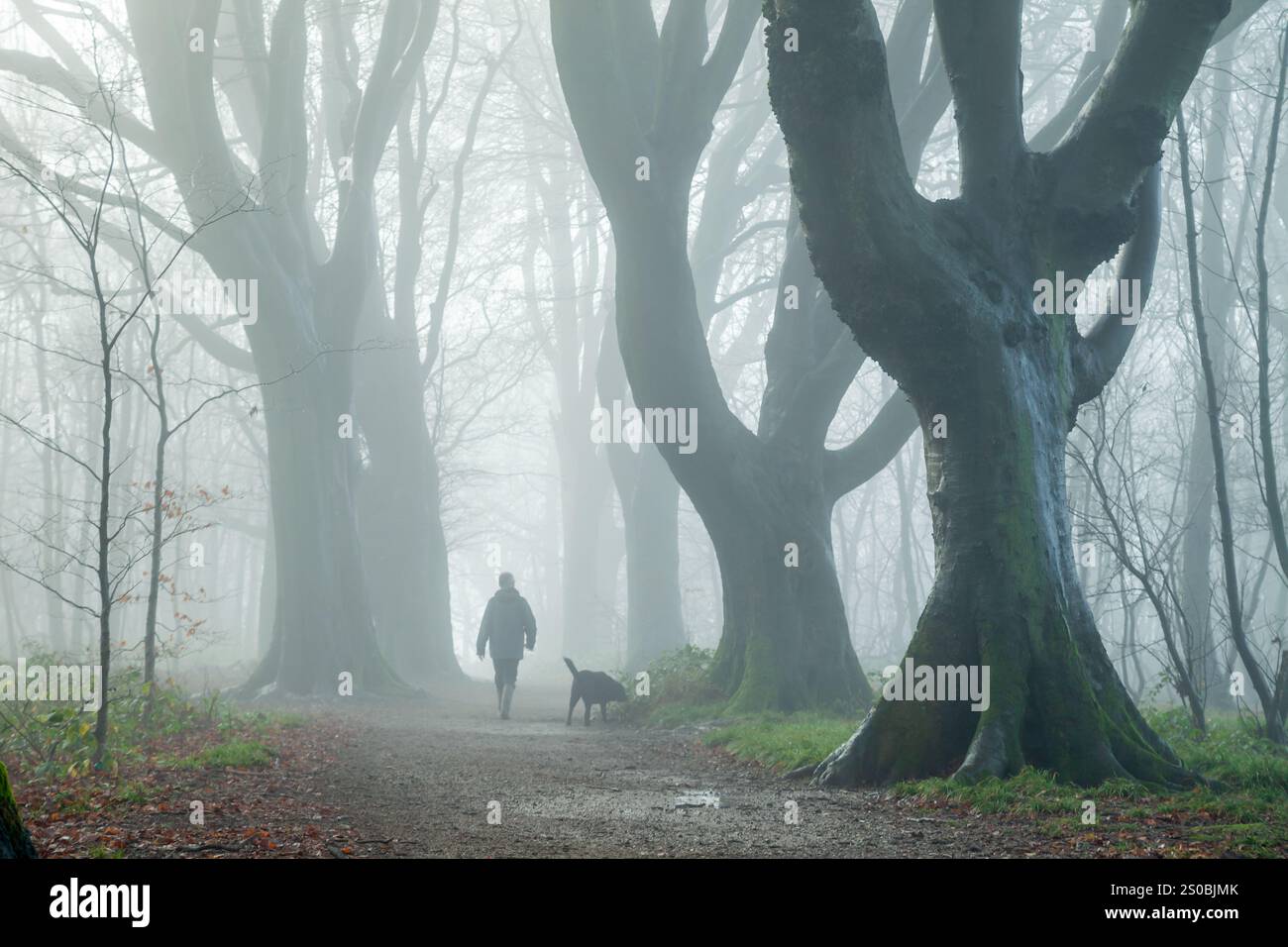Camminatore di cani a Stanmer Park, Brighton, East Sussex, Inghilterra. Foto Stock