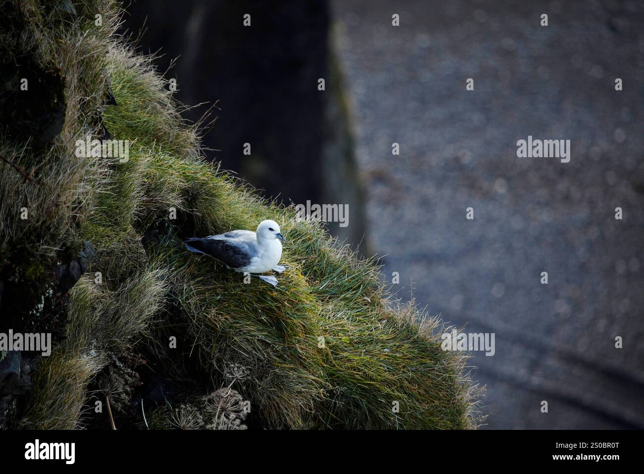 Un Fulmar che riposa sulle scogliere Foto Stock