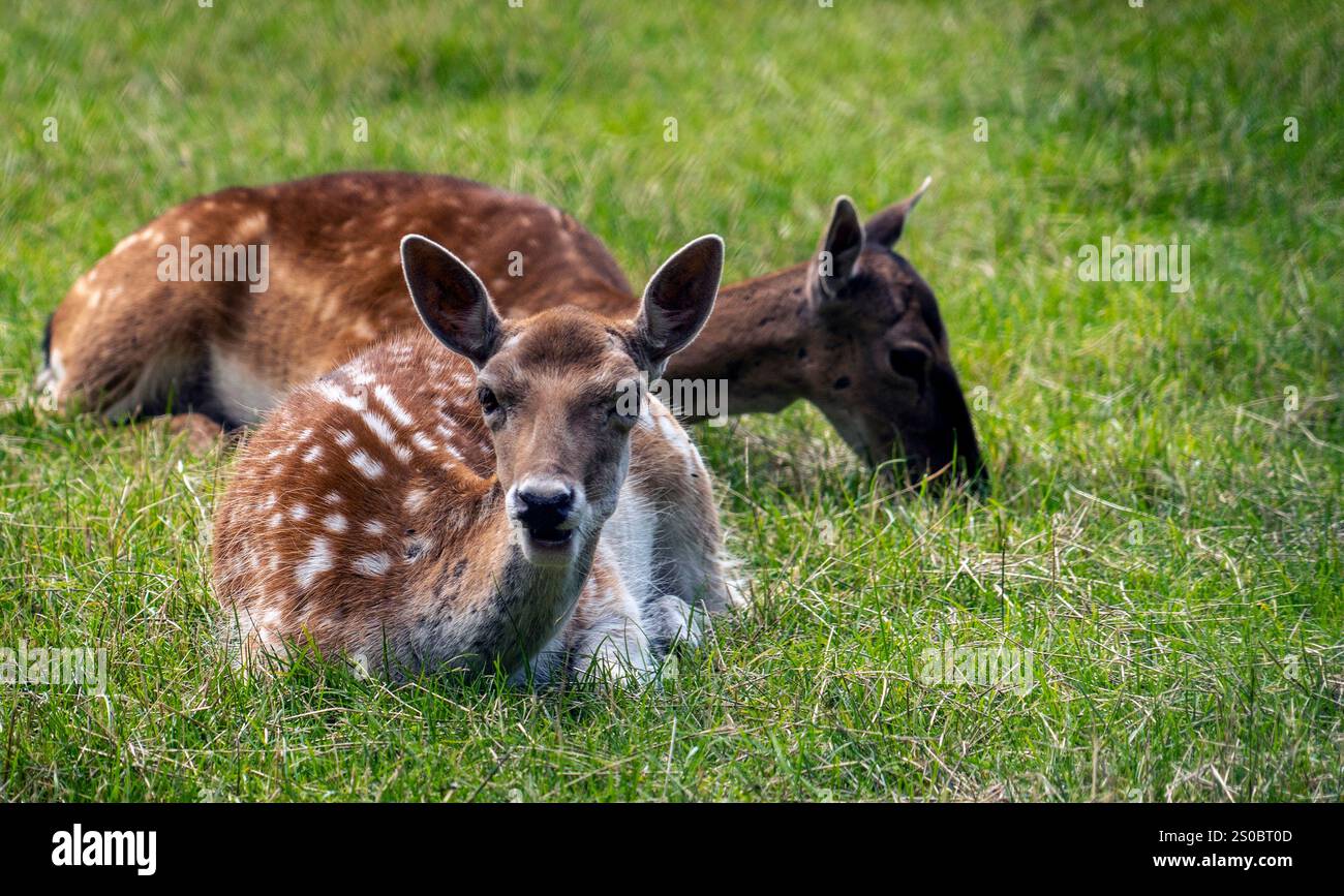 Due cervi appoggiati sull'erba verde, uno disteso con macchie e l'altro pascolo. La scena cattura un momento di pace nella natura. Foto Stock