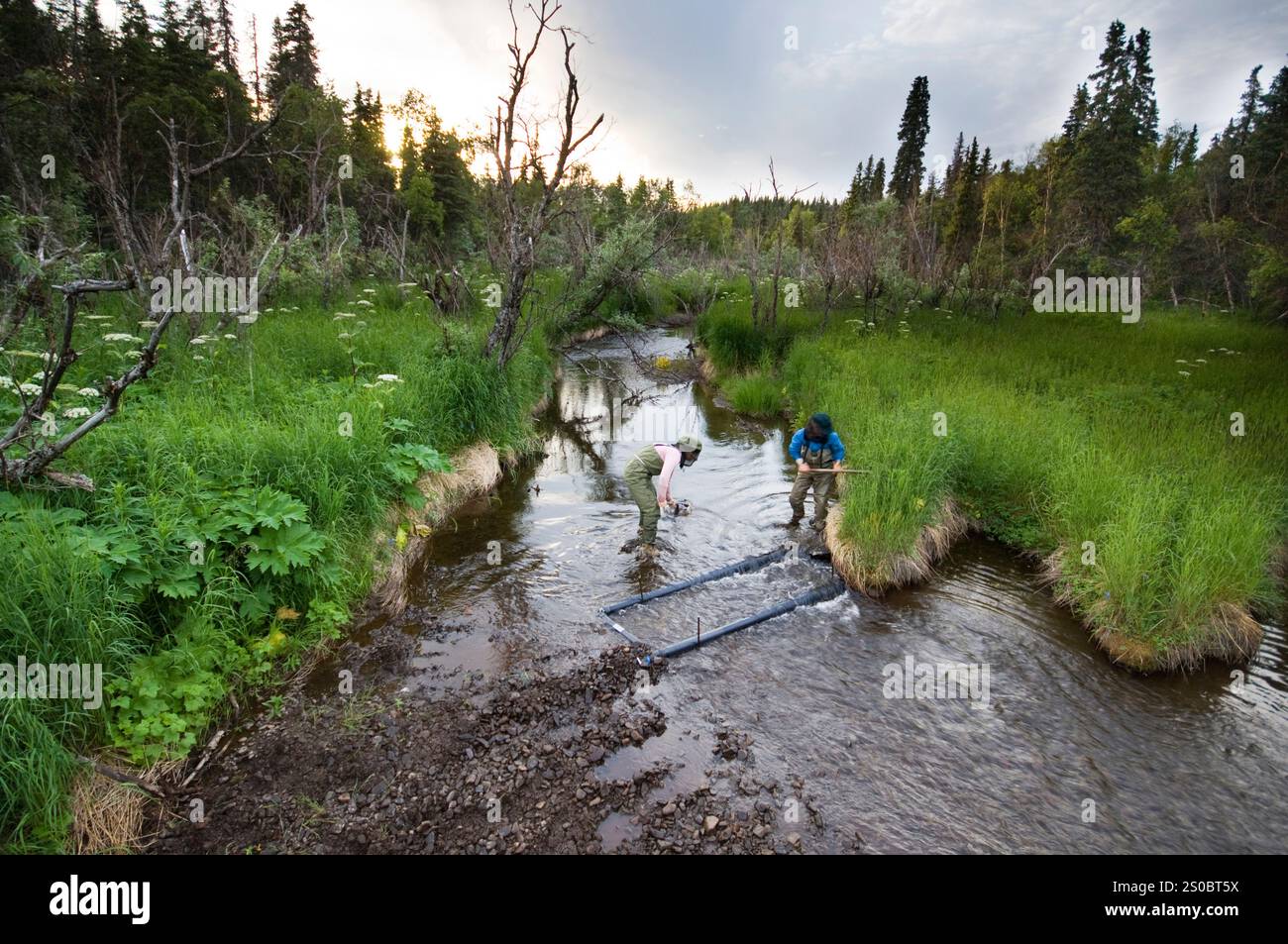 Gli scienziati della pesca, Lago Aleknagik, Bristol Bay, Alaska, STATI UNITI D'AMERICA Foto Stock