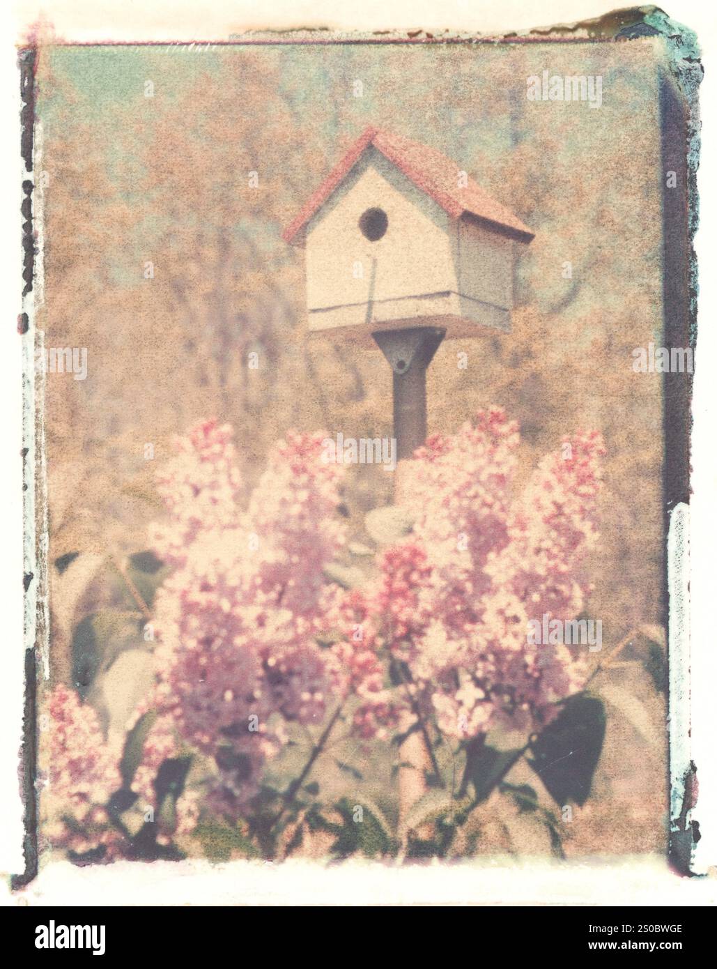 Trasferimento Polaroid: Casa degli uccelli in lillas. Foto Stock