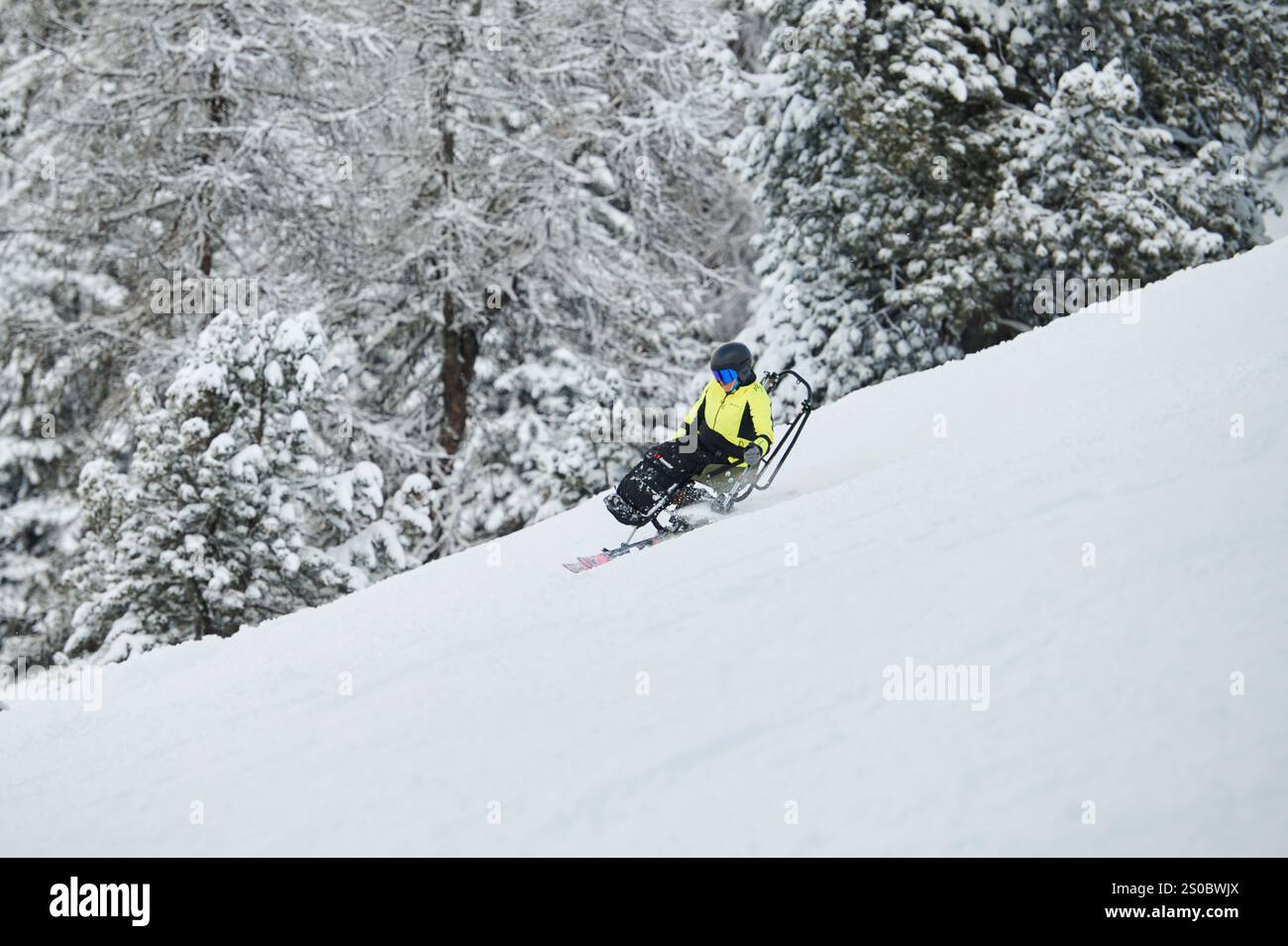 Sciatore adattivo che naviga su un pendio alpino innevato circondato da alberi, offrendo sport invernali e avventure in montagna inclusi Foto Stock