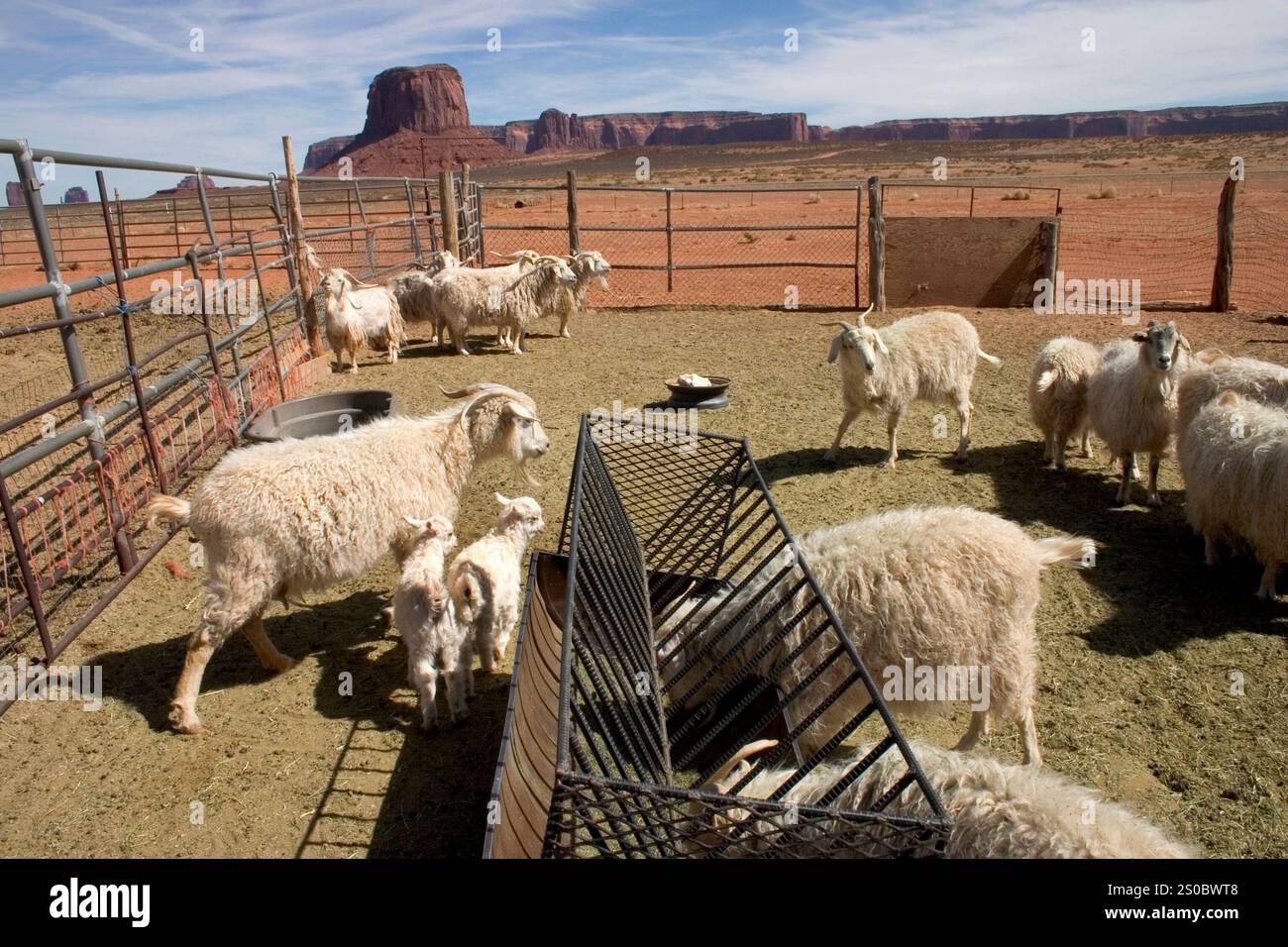 Le capre di Angora si nutrono in una penna nella Monument Valley, Arizona Foto Stock