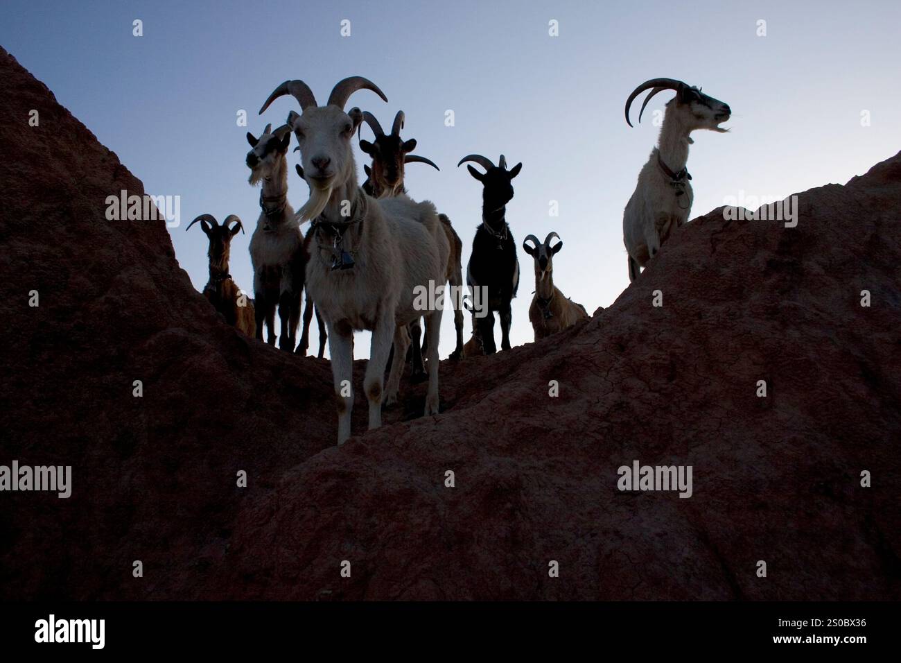 Imballaggio di capra nel Deserto Rosso, Wyoming Foto Stock